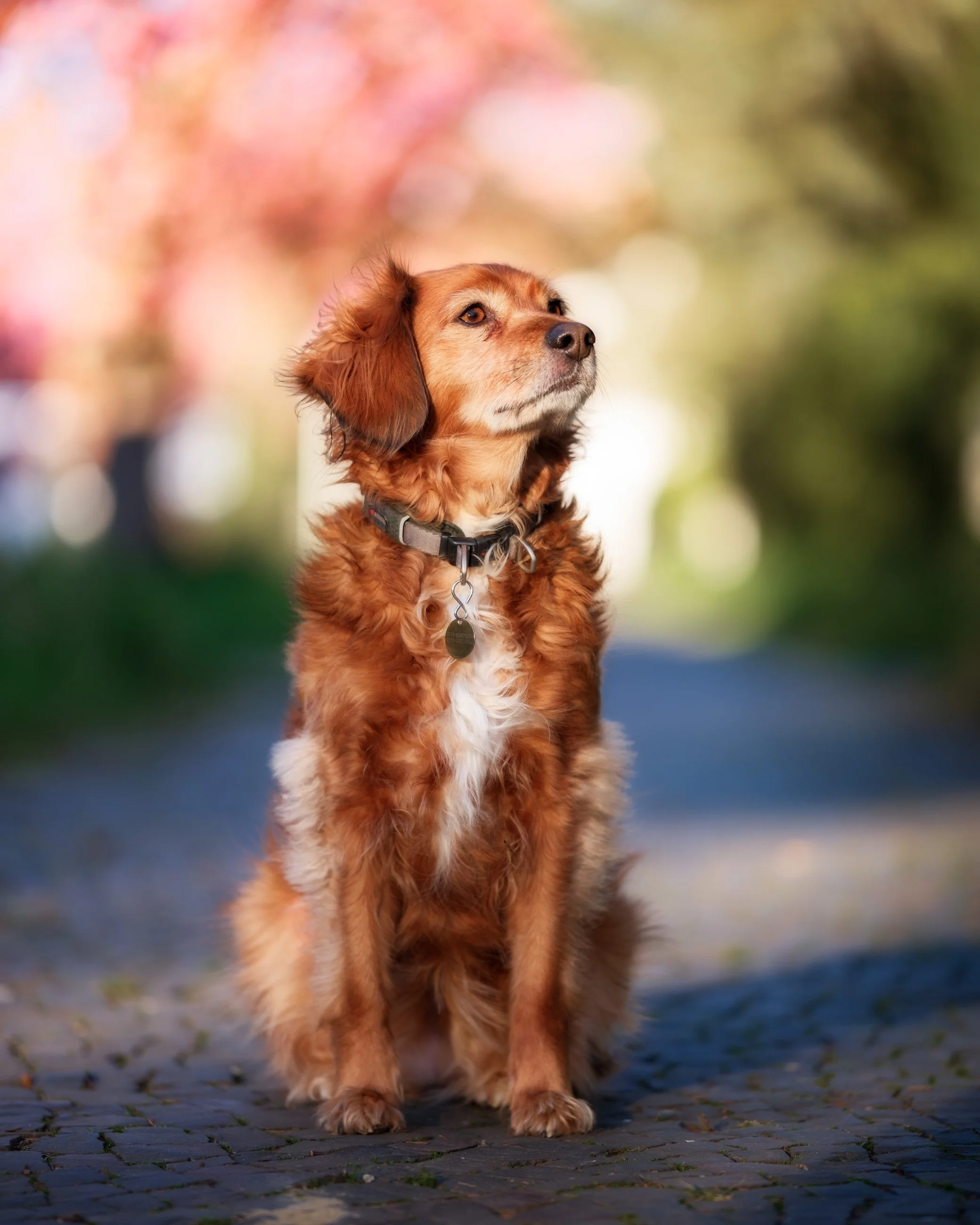 Ein brauner Hund sitzt auf einer gepflasterten Straße mit verschwommenem buntem Hintergrund.