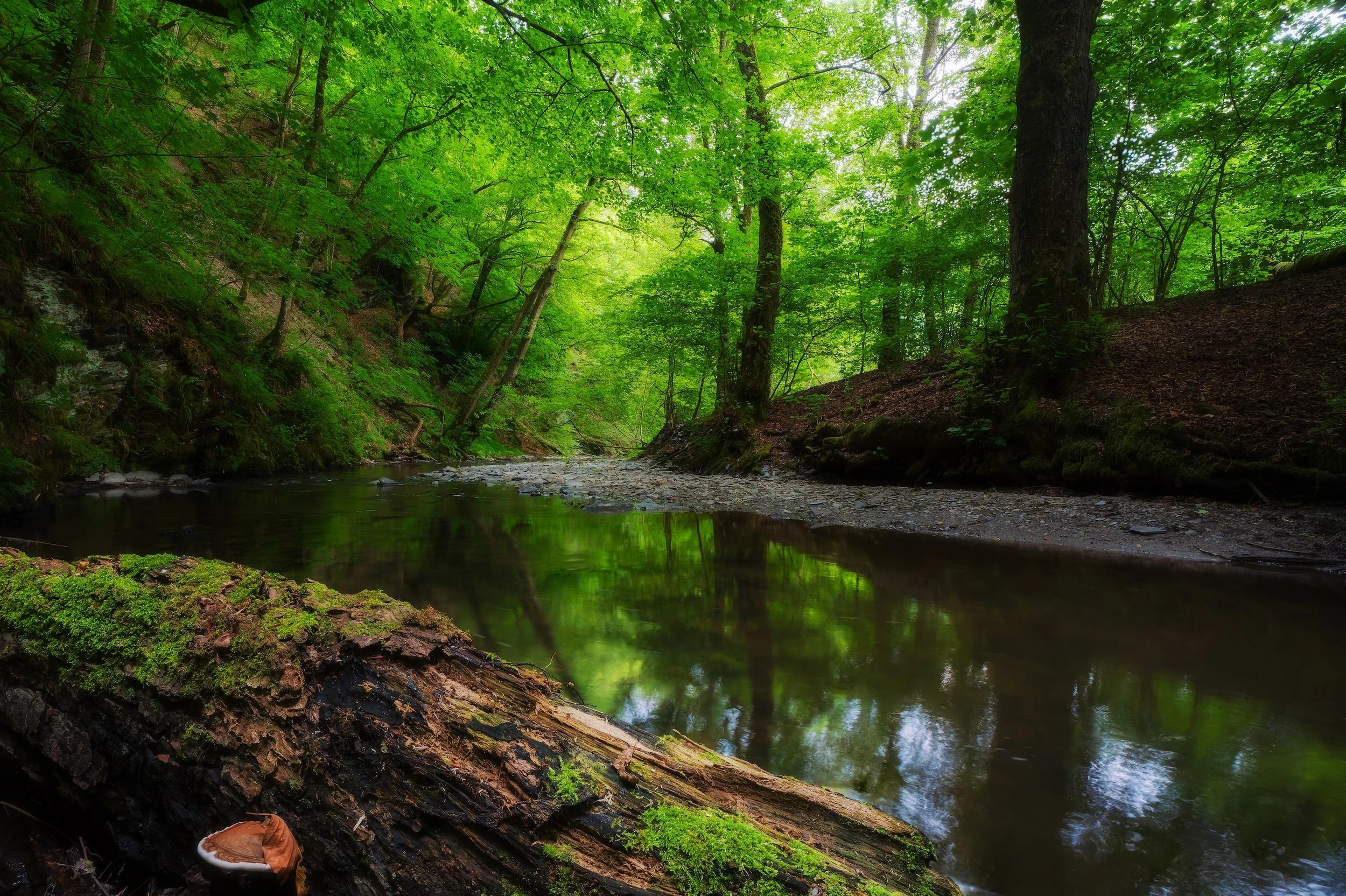 Ein ruhiger Fluss fließt durch einen grünen Wald mit hohen Bäumen und dichtem Blätterdach.