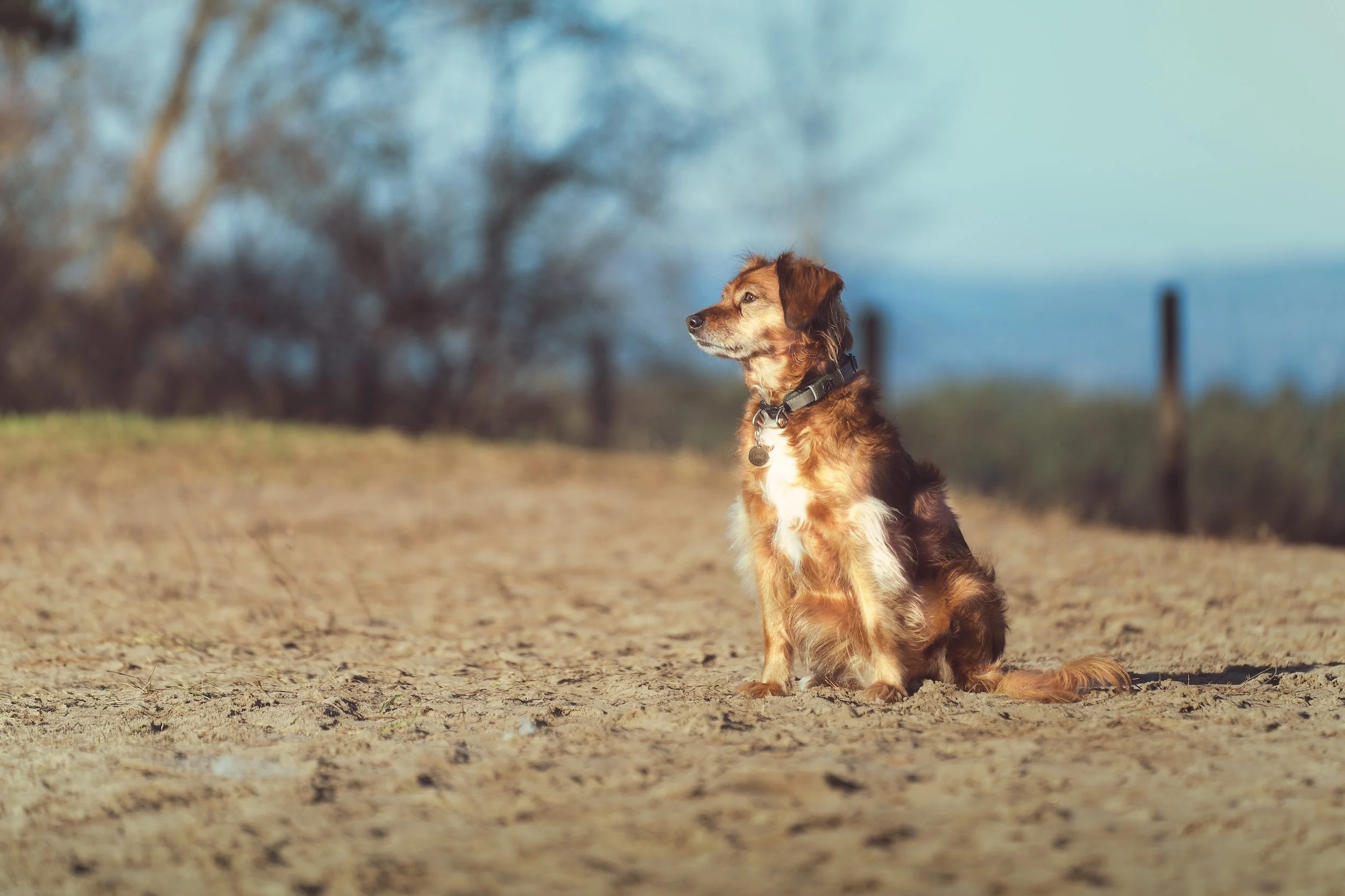 Ein sitzender Hund mit braunem, schwarzem und weißem Fell an einem sonnigen Tag in einem natürlichen Umfeld.