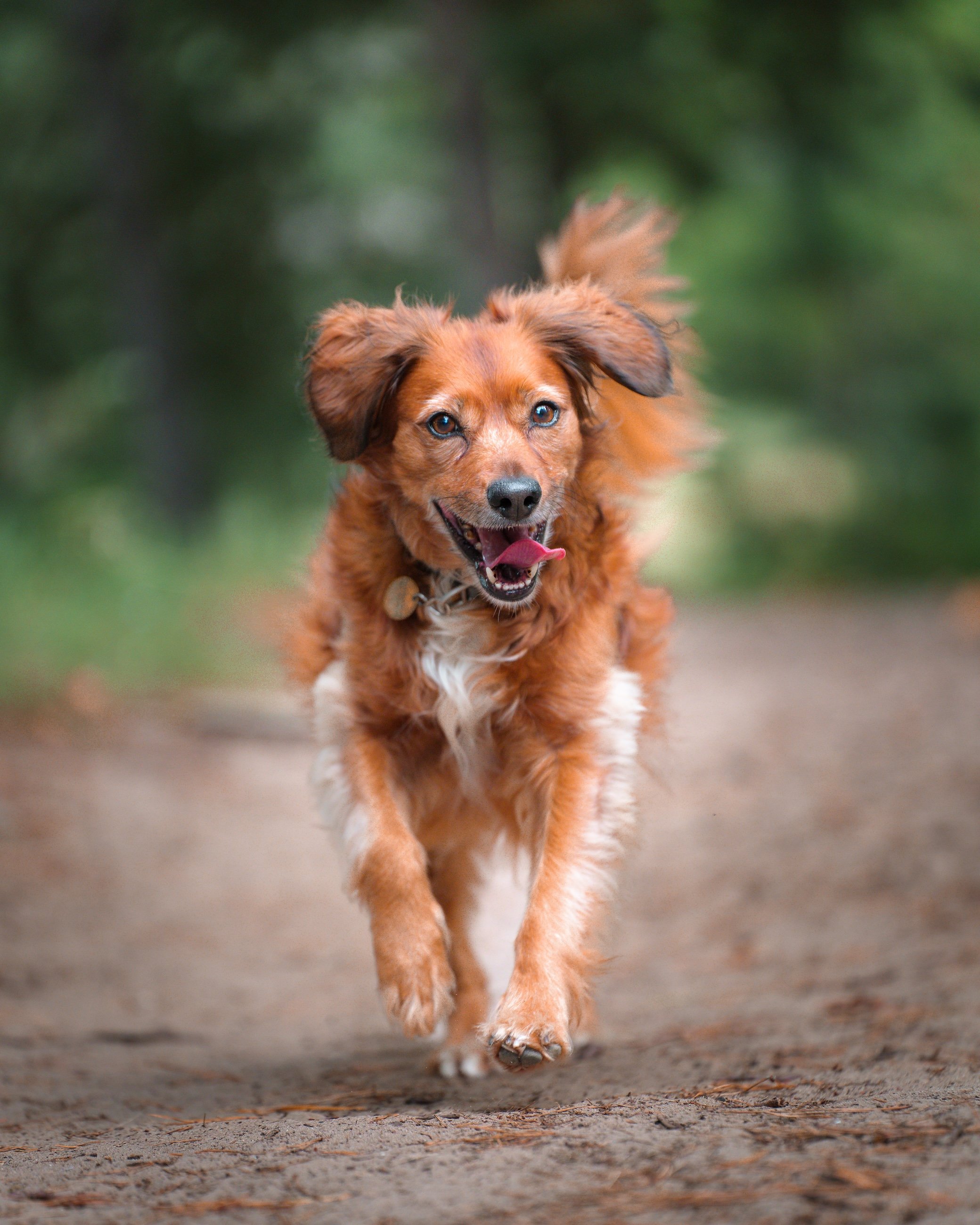 Ein glücklicher brauner Hund läuft auf einem Waldweg.