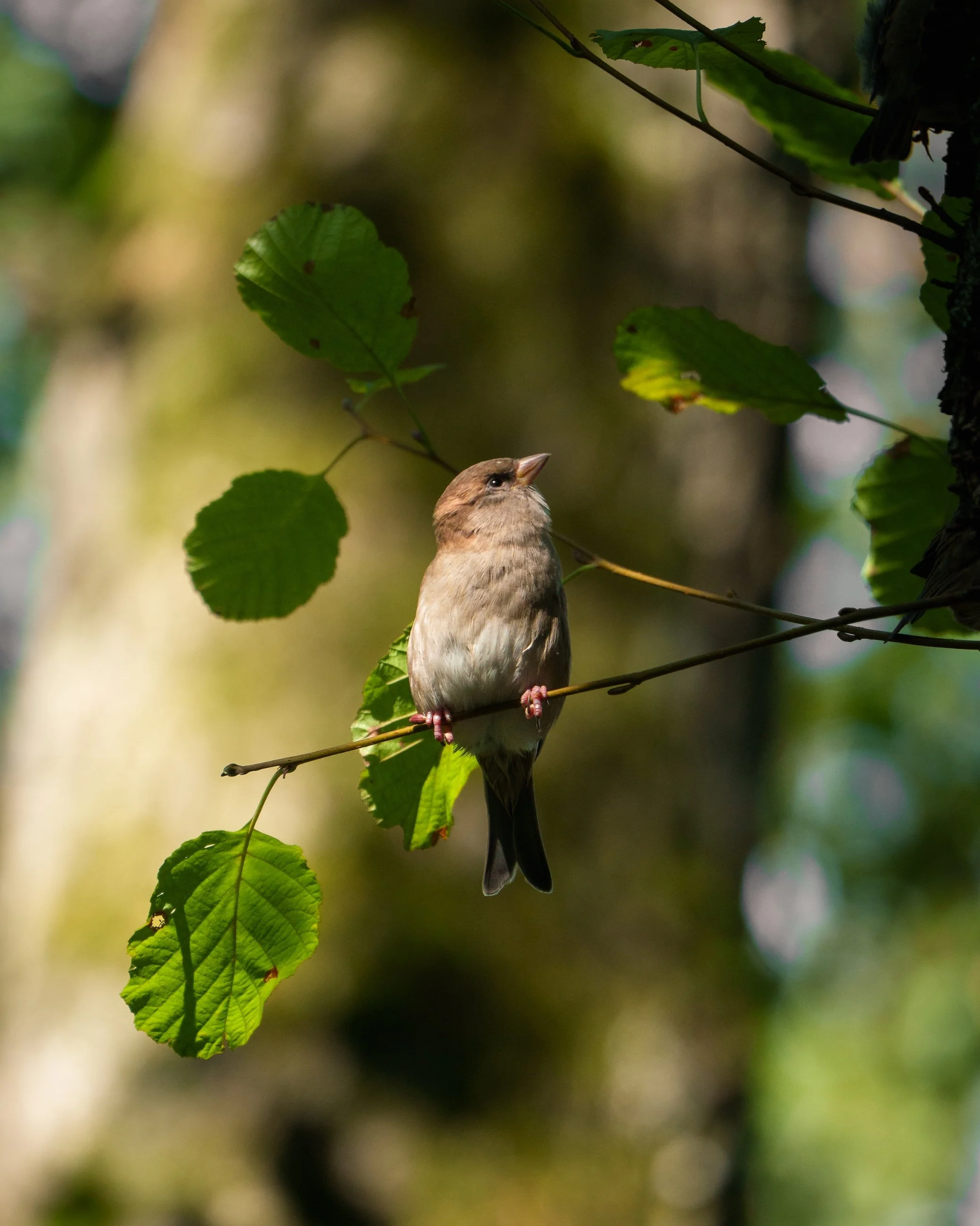Ein kleiner Vogel sitzt auf einem Ast in einem Baum, umgeben von grünen Blättern, im natürlichen Licht.
