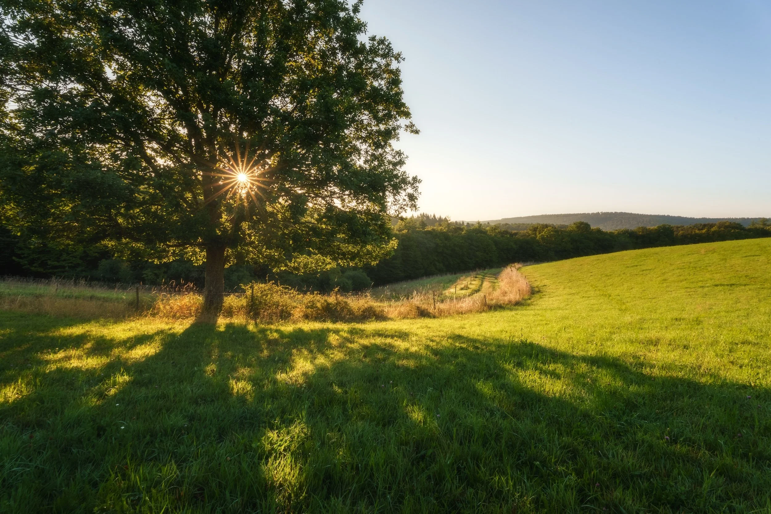 Ein sonniger Tag mit einem Baum im Vordergrund und einer grünen Wiese, im Hintergrund sind Bäume und Hügel zu sehen.