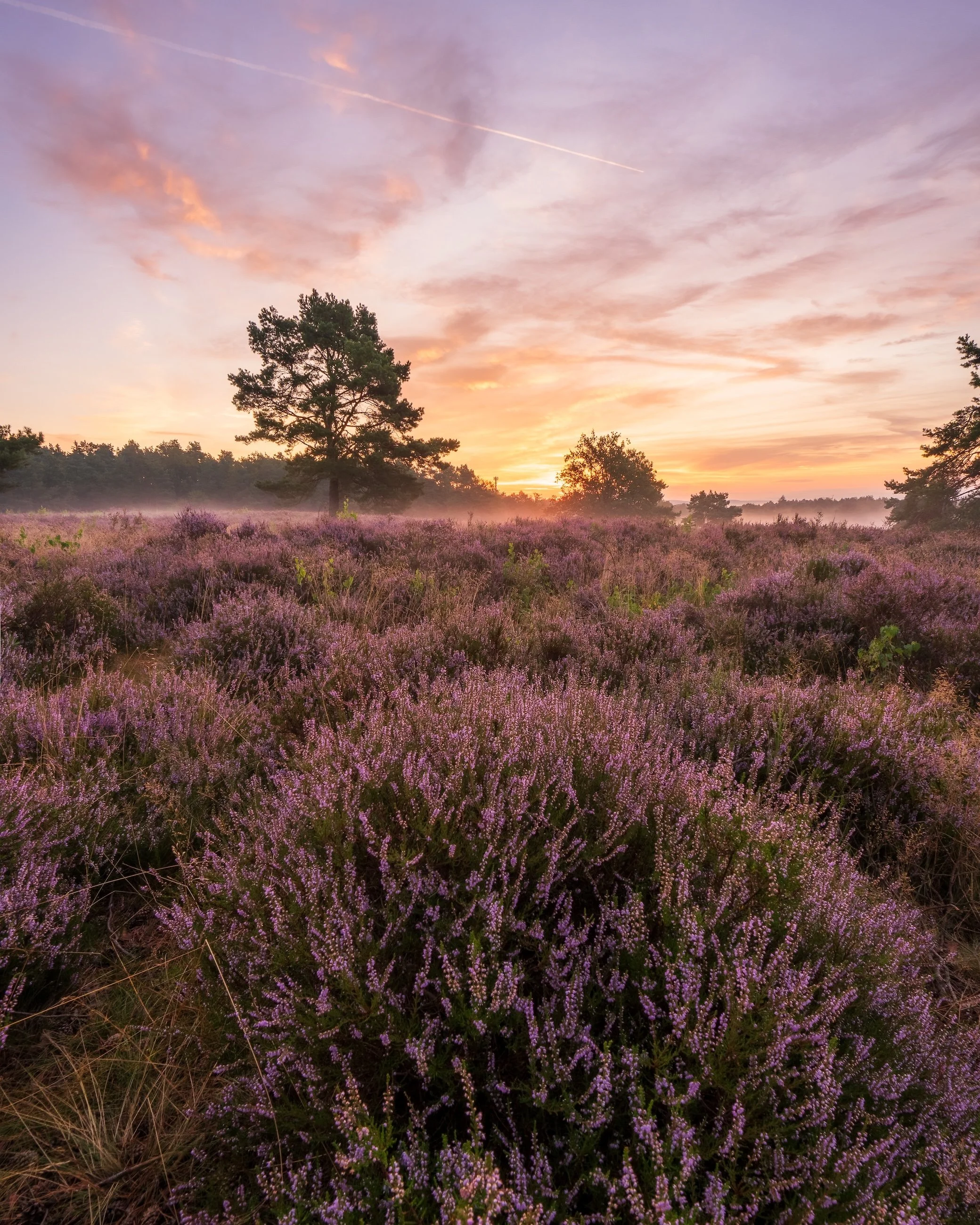 Landschaft mit blühendem Heidekraut bei Sonnenaufgang, Bäume im Hintergrund, Himmel mit Wolken und Streifen.