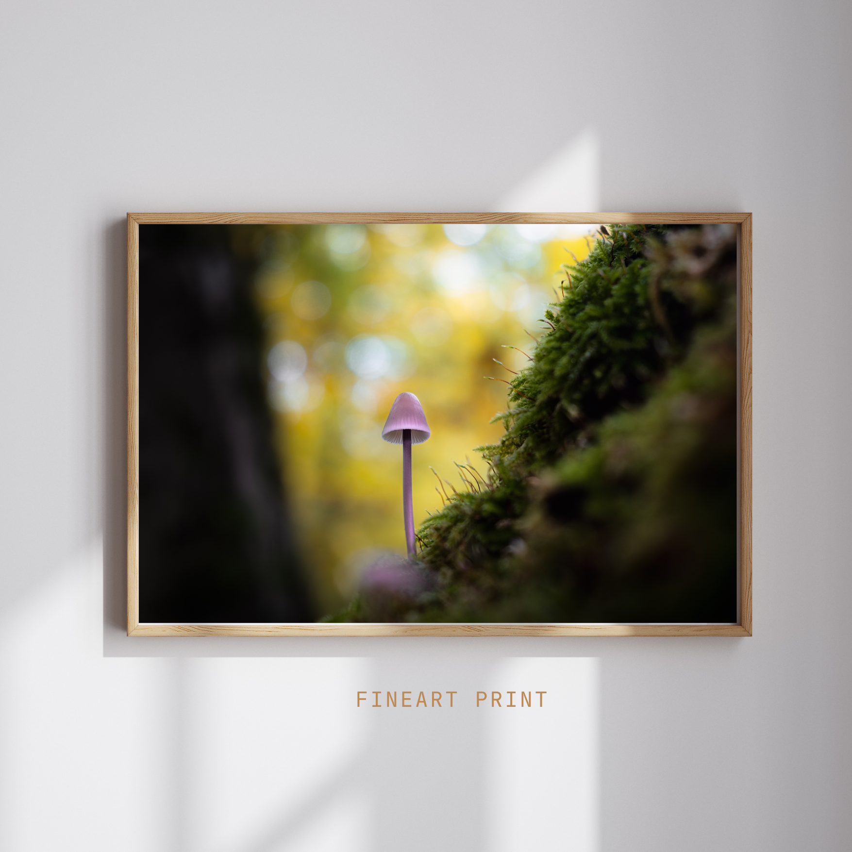 Pilz im Mainzer Stadtwald