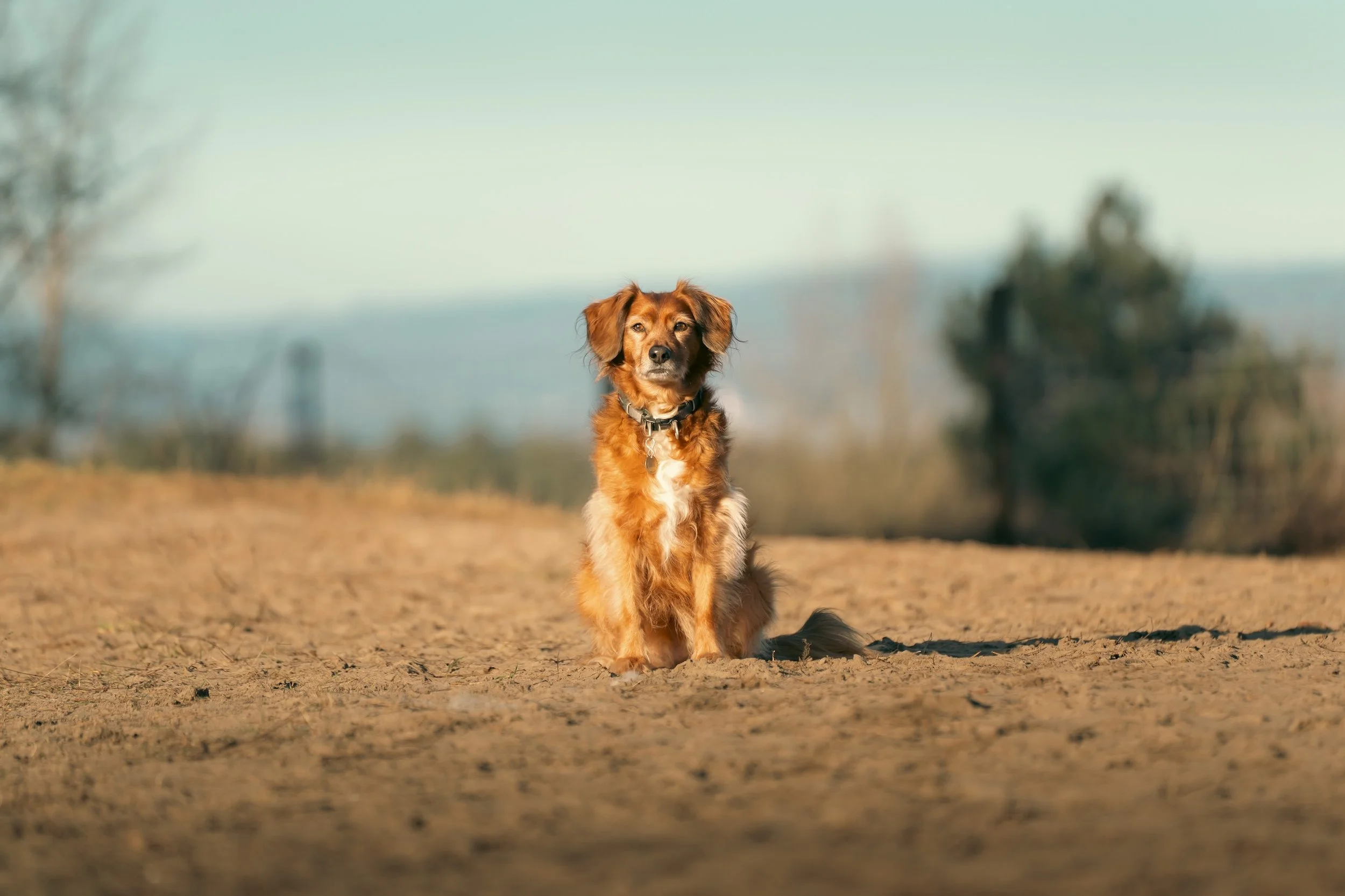 Ein brauner Hund mit weißen Marken sitzt auf einem Sandweg im Freien, im Hintergrund sind Bäume und ein blauer Himmel.