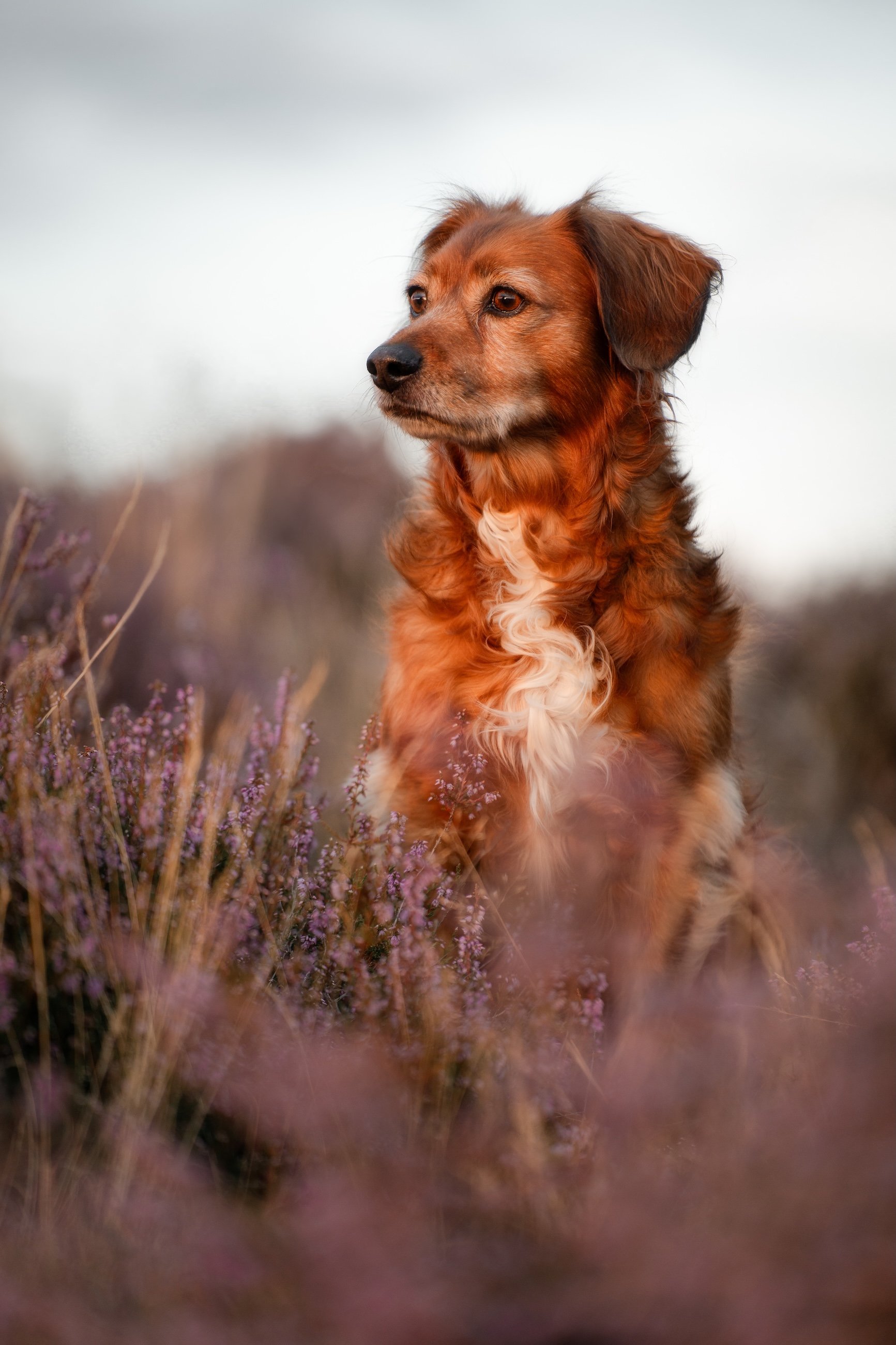 Ein brauner Hund mit weißer Brust sitzt in einer Blumenwiese mit lila Blumen bei Sonnenuntergang.