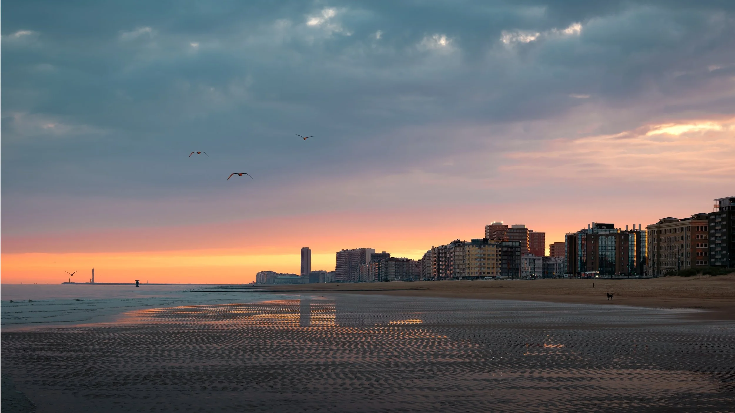 Sonnenuntergang am Strand mit Wolken, fliegenden Vögeln, Hotels und einem Hund auf dem Sand.