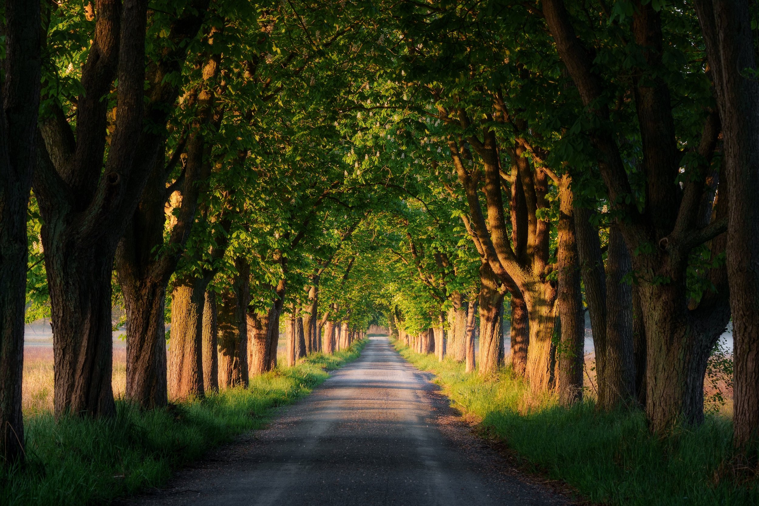 Eine Baumallee mit hohen, üppigen Bäumen auf beiden Seiten, die einen Schotterweg umrahmen, beleuchtet von warmem Sonnenlicht am späten Nachmittag oder frühen Abend.