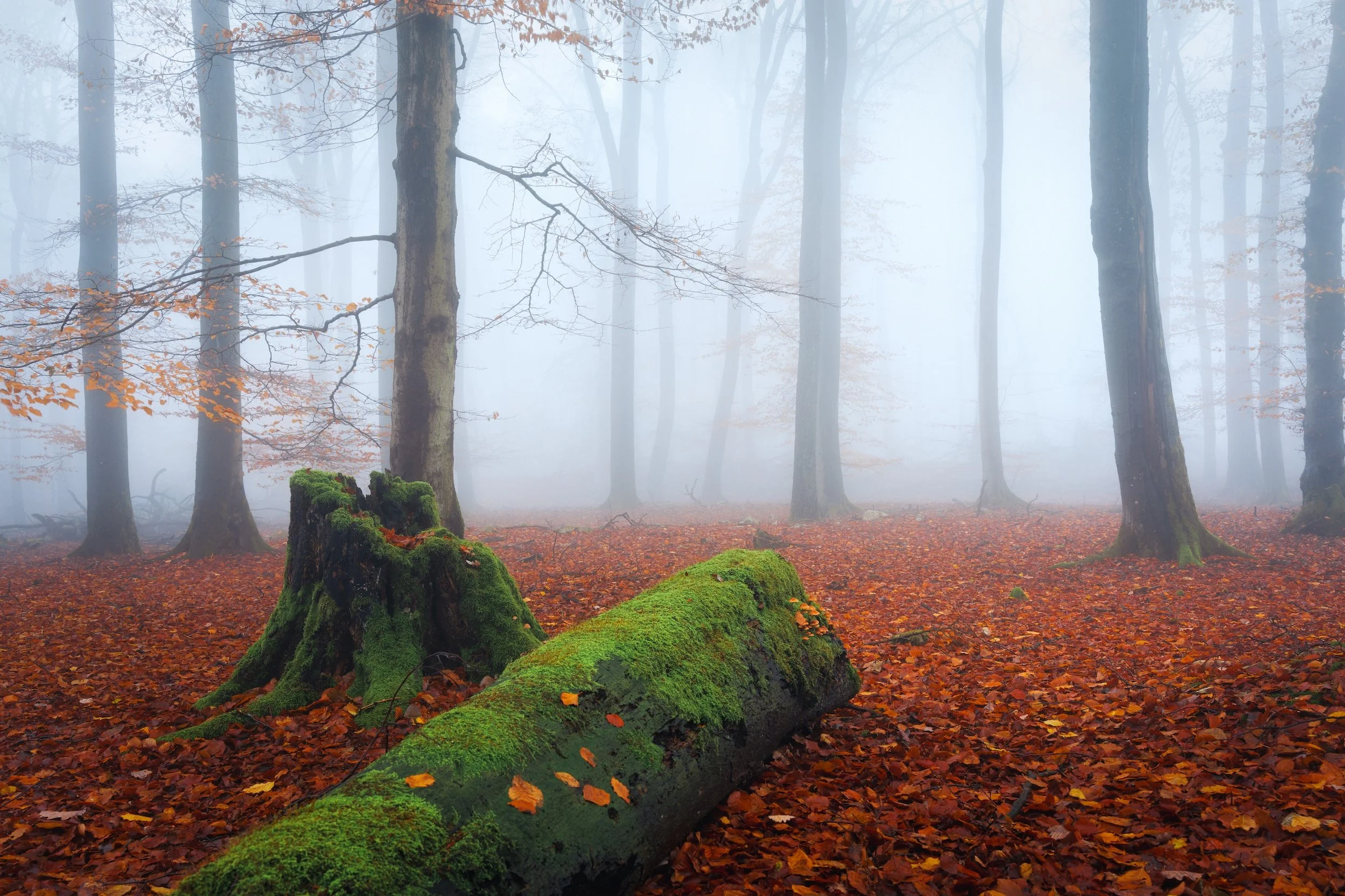 Ein nebliger Wald im Herbst mit moosbedecktem Baumstumpf und umgestürztem Baum auf einem mit fallen Laub bedeckten Boden.