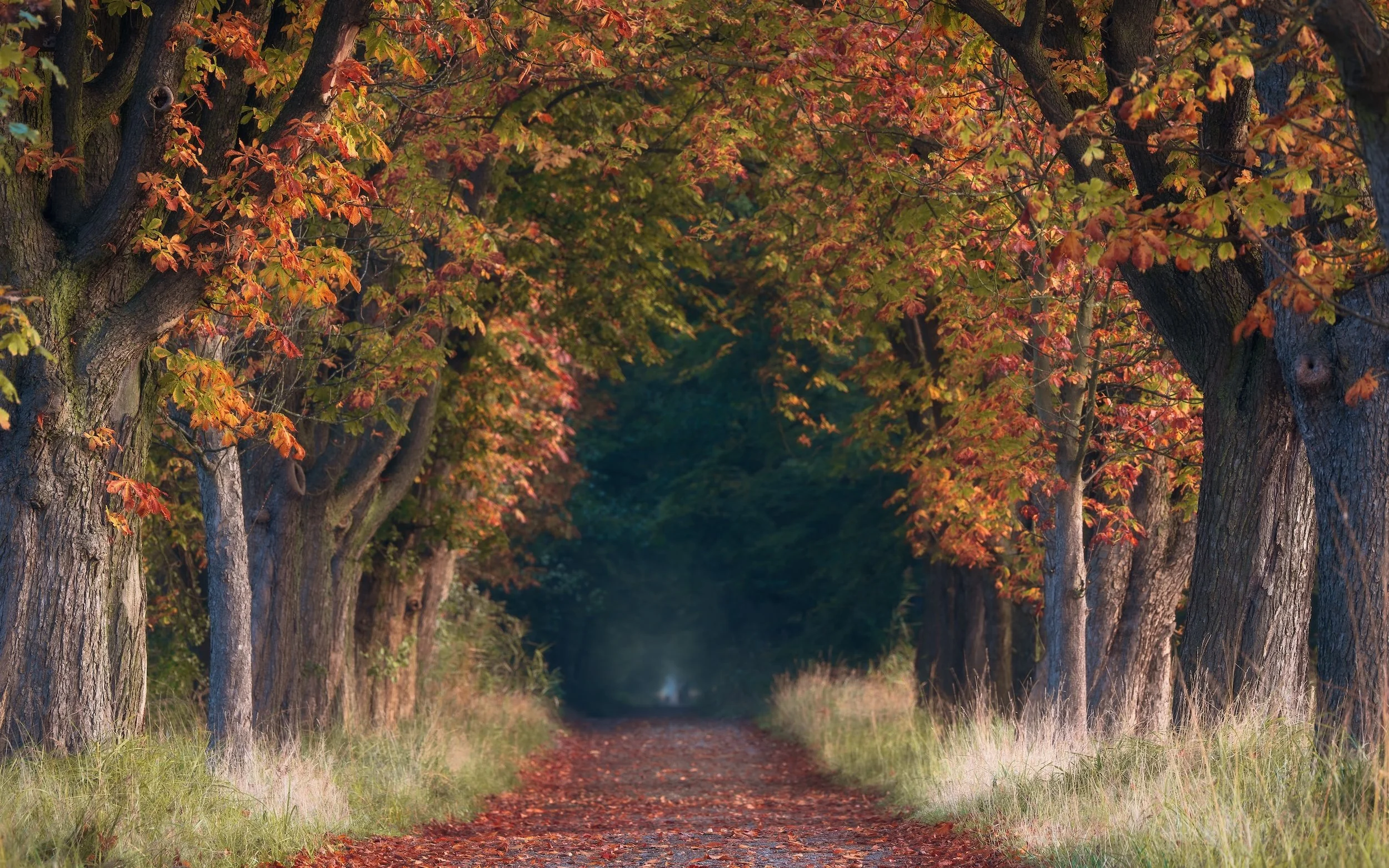 Ein Baumweg im Herbst mit bunten Blättern und große Bäume auf beiden Seiten