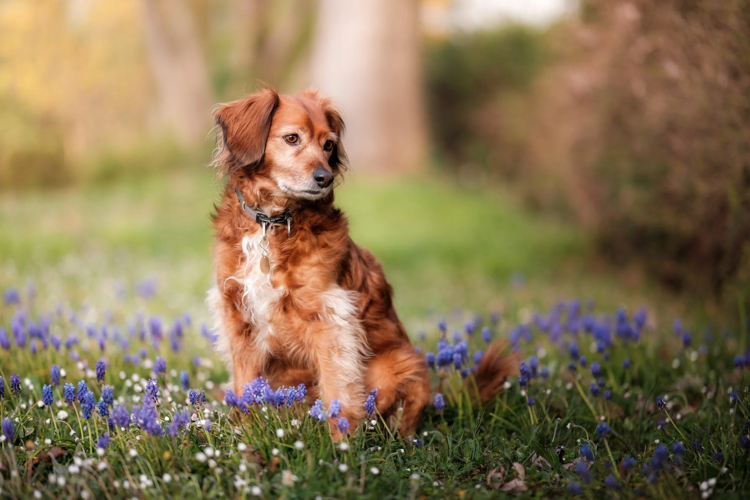 Ein brauner Hund sitzt im Blumenfeld mit blauen und weißen Blumen auf einer Wiese, im Hintergrund Bäume und Himmel.
