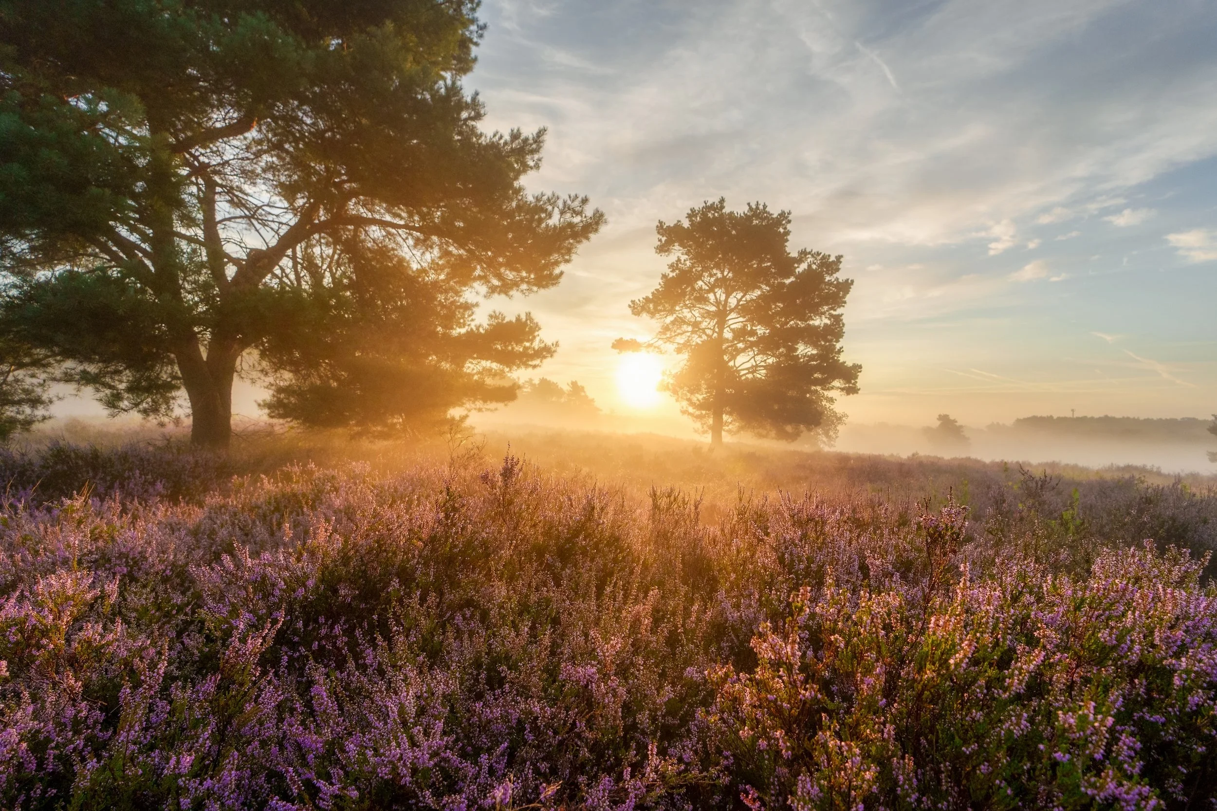 A sunrise over a field of purple flowers with trees in the background.
