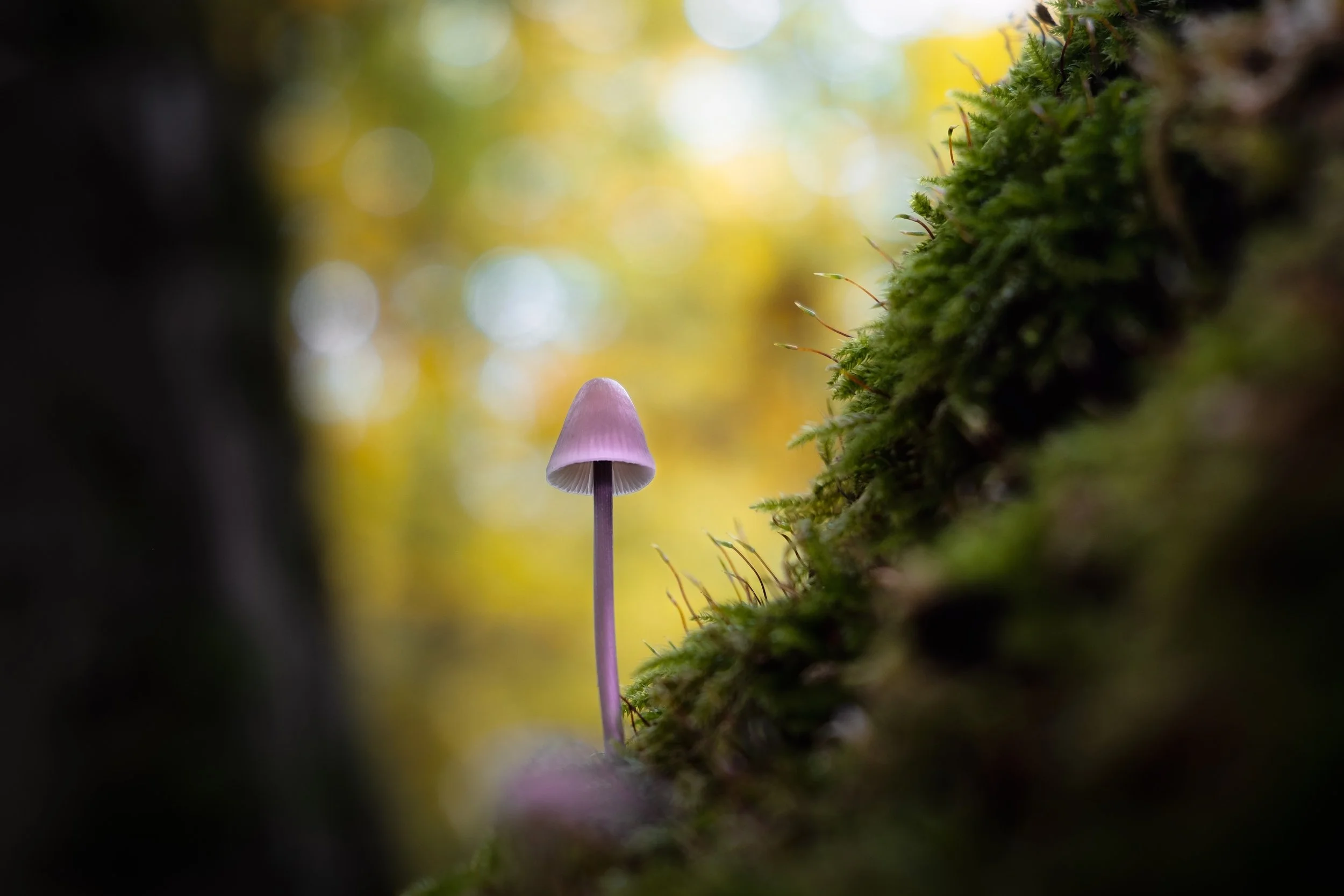 Kleiner violetter Pilz wächst an einer moosbedeckten Baumrinde im Wald, unscharfer Hintergrund mit Sonnenlicht
