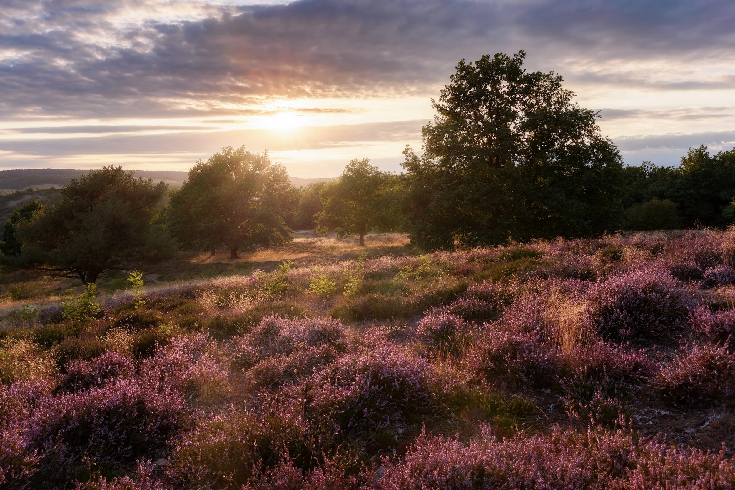 Landschaft mit blühendem Heidekraut, Bäumen und Sonnenuntergang im Hintergrund.