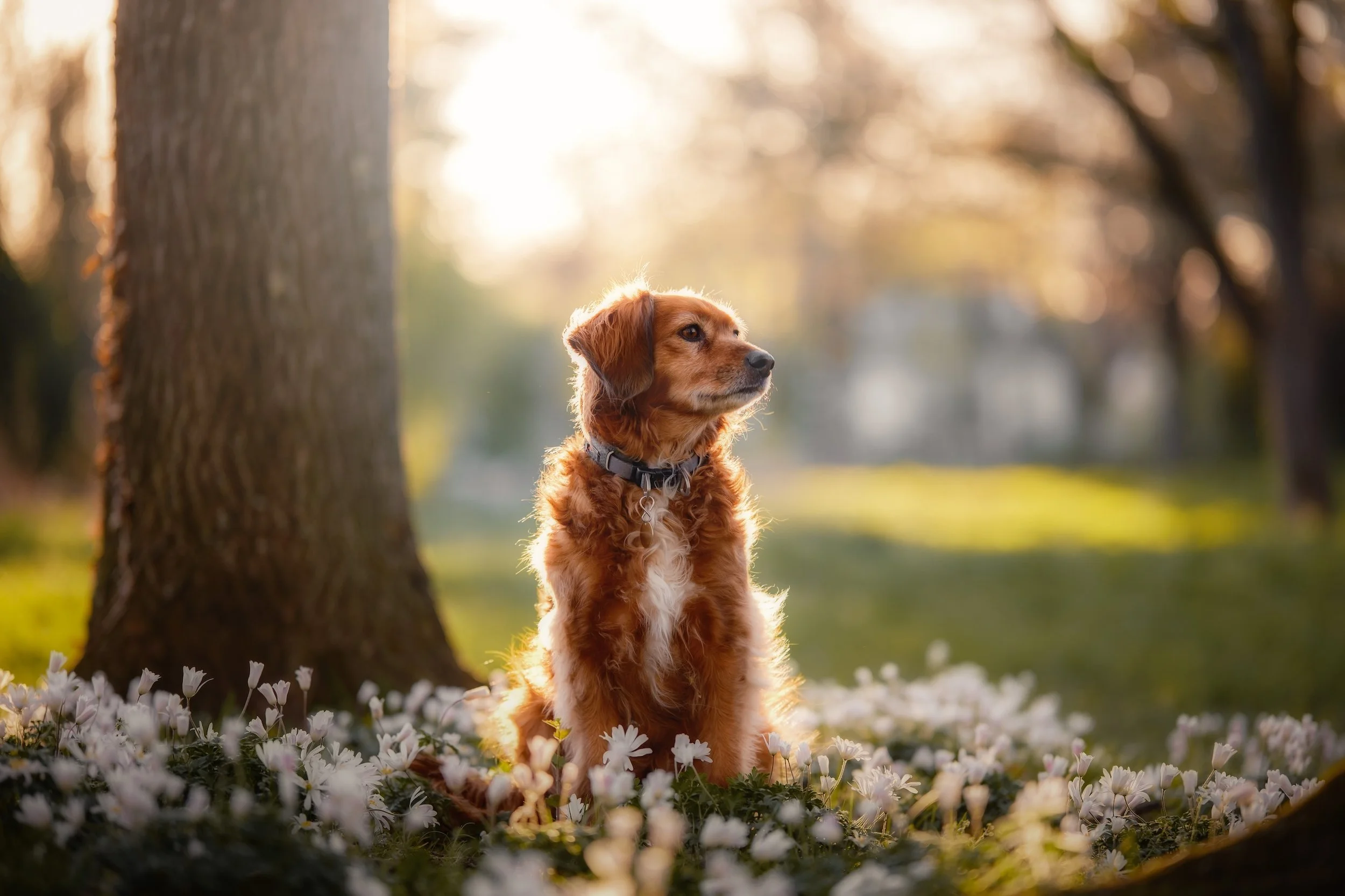 Hund sitzt im Blütenfeld unter einem Baum bei Sonnenuntergang im Park.
