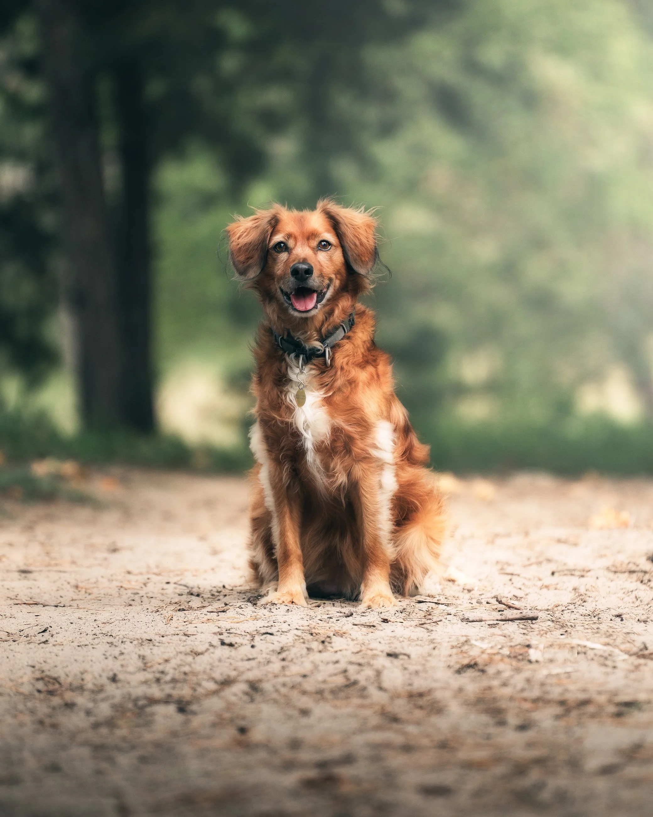 Ein brauner Hund mit weißen Flecken sitzt auf einem Weg in einem Wald, lächelt und schaut in die Kamera.
