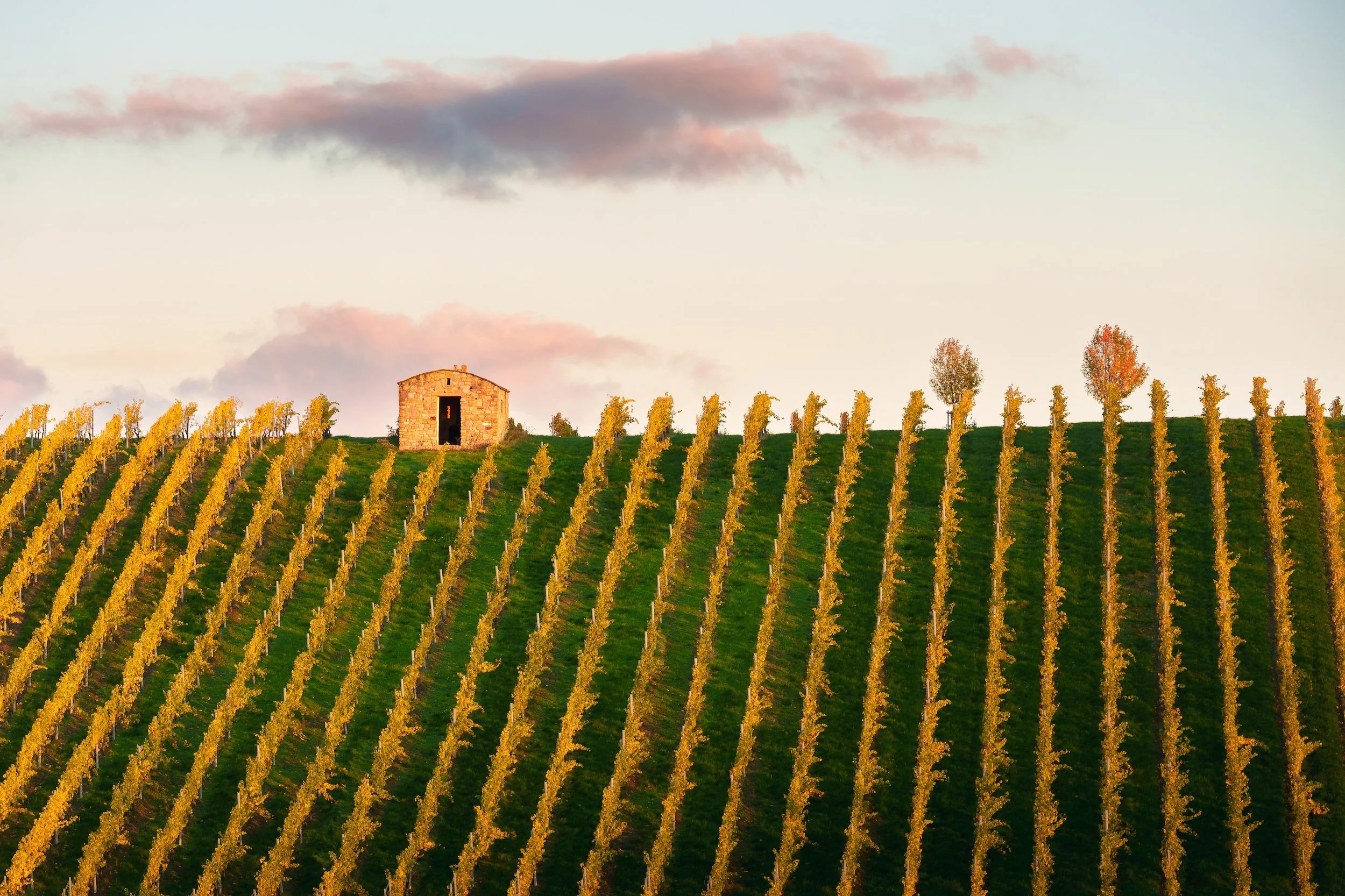Weinberg im Herbst mit gelblichen Trauben, kleine alte Steinhütte auf dem Hügel, Bäume im Hintergrund, bewölkter Himmel bei Sonnenuntergang