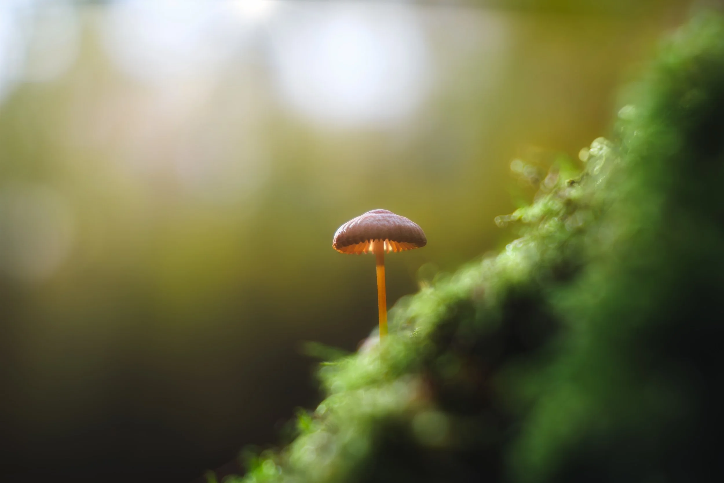 Ein kleines braunes Pilz wächst auf einer moosbedeckten Oberfläche in einem grünen, unscharfen Waldhintergrund.