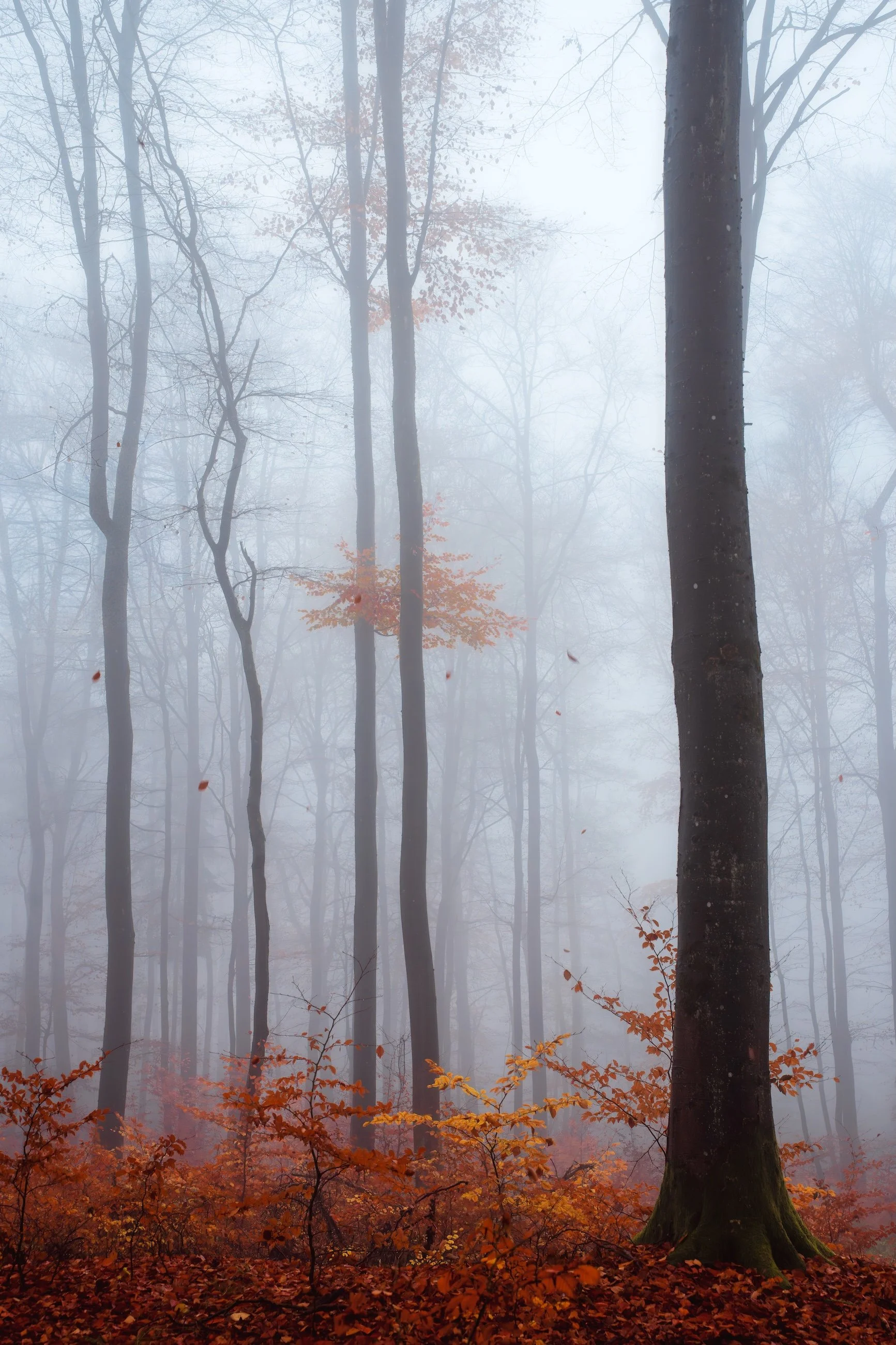 Ein nebelhafter Wald im Herbst mit Bäumen und orangefarbenen Blättern auf dem Boden.