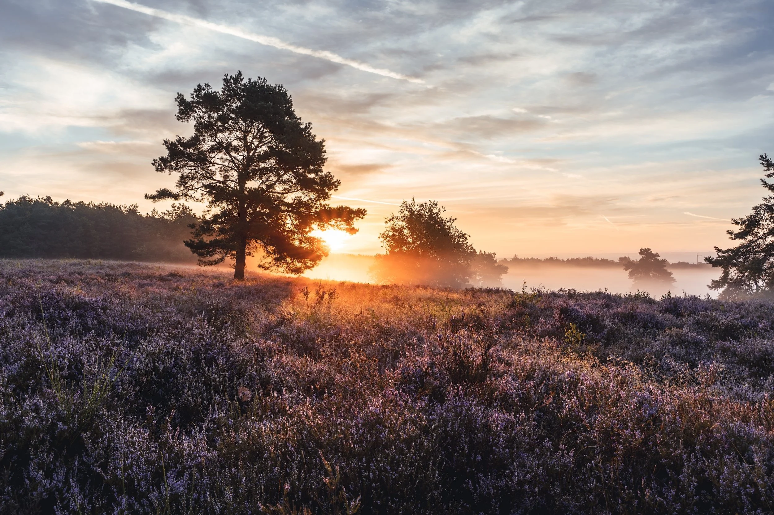 Ein Sonnenaufgang über einem Heidefeld mit lila Blumen, einigen Bäumen im Hintergrund und einer dichten Nebelschicht am Boden.