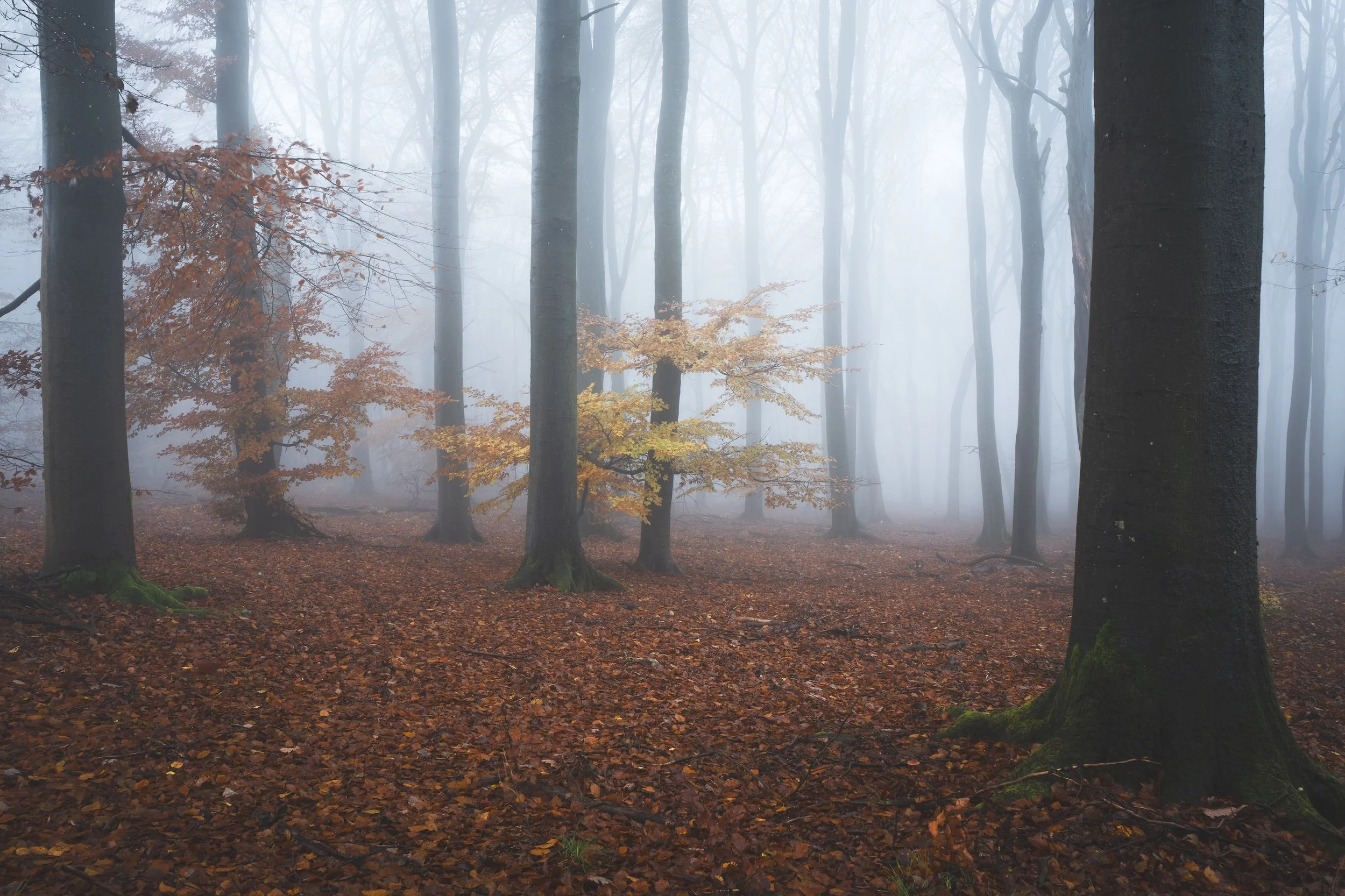 Nebelwald mit Bäumen und fallendem Laub auf dem Boden, Herbstsaison
