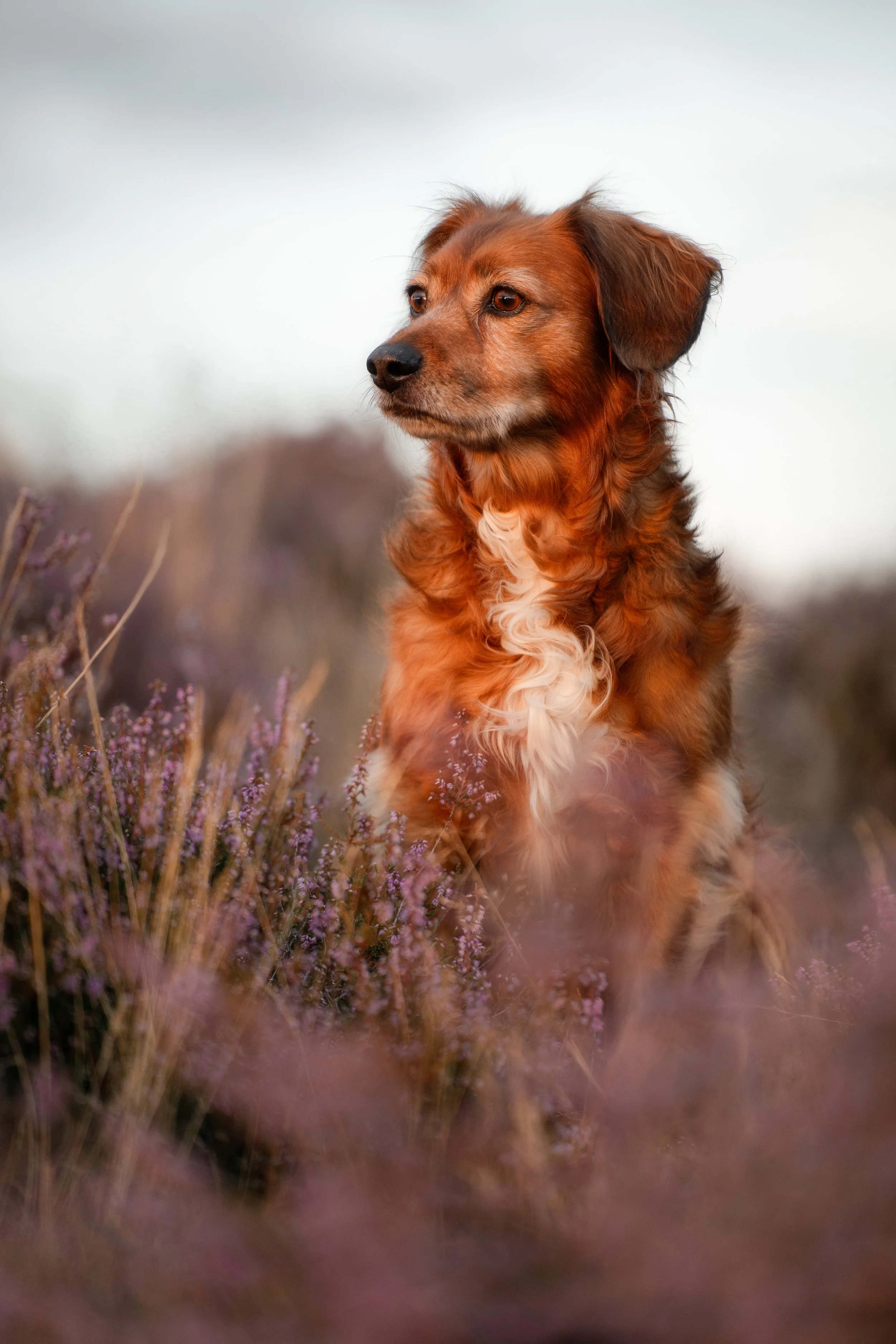 Ein brauner Hund mit weißen Abzeichen sitzt in einer Wiese mit lila Blumen und schaut in die Ferne.