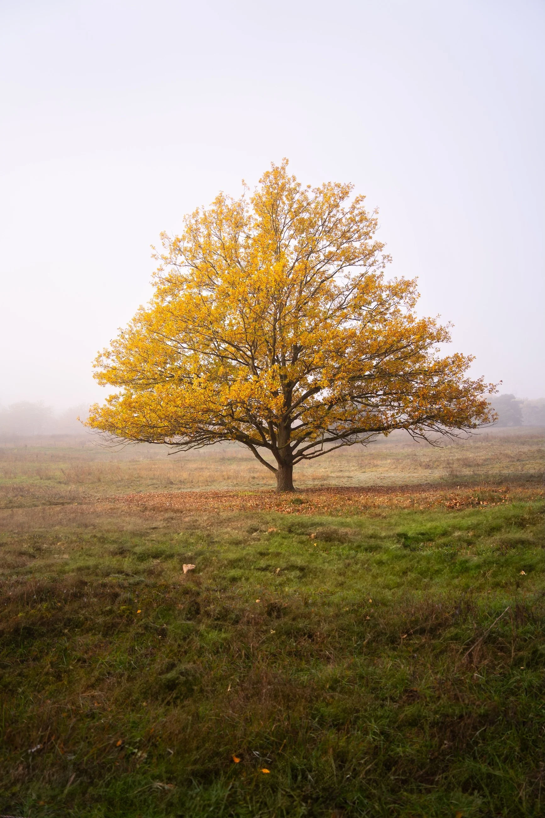 Ein Baum mit gelben Herbstblättern steht in einer weiten, leicht nebligen Wiese.