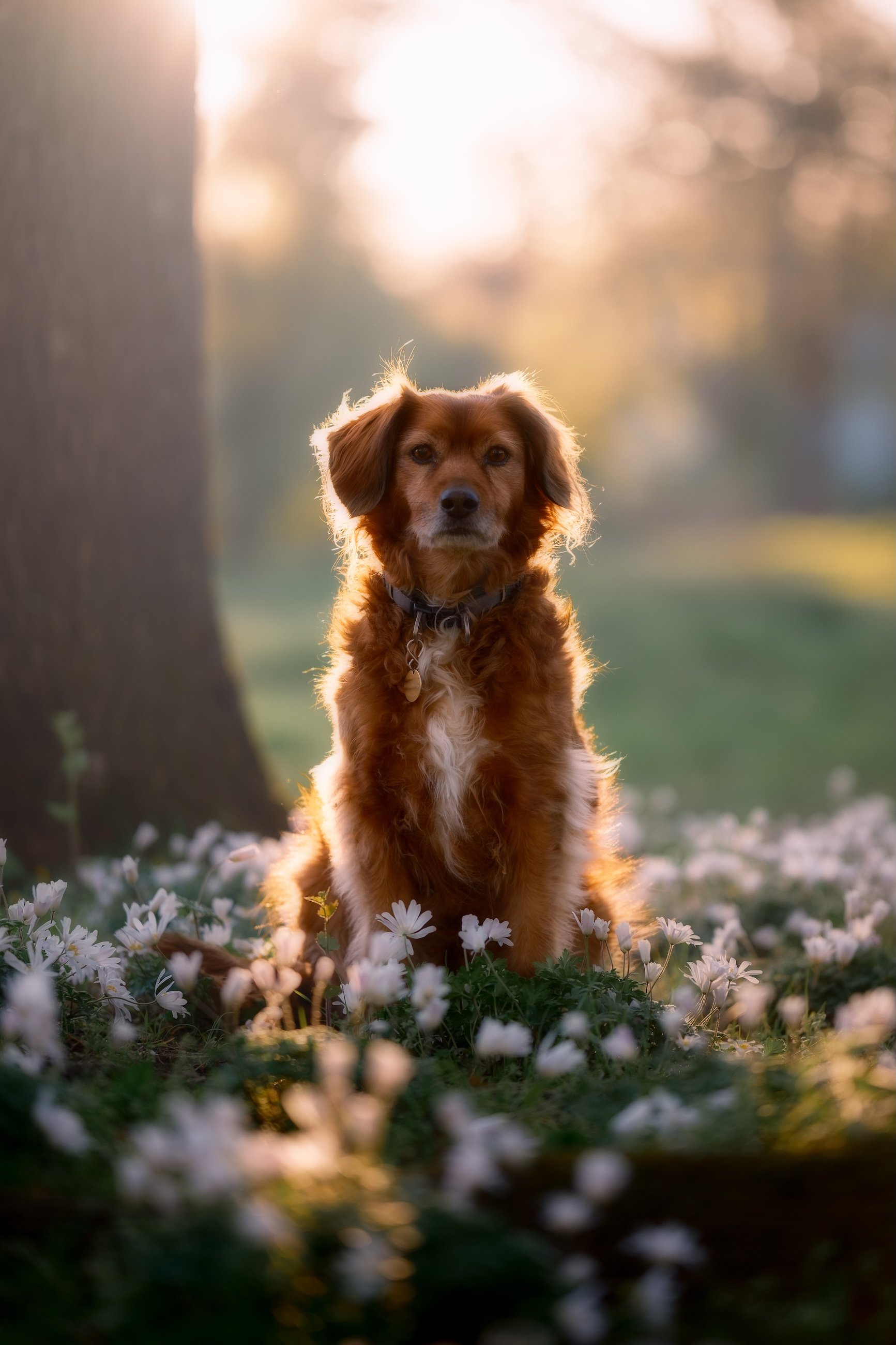 Ein brauner Hund sitzt in einem blühenden Garten bei Sonnenuntergang, umgeben von weißen Blumen.