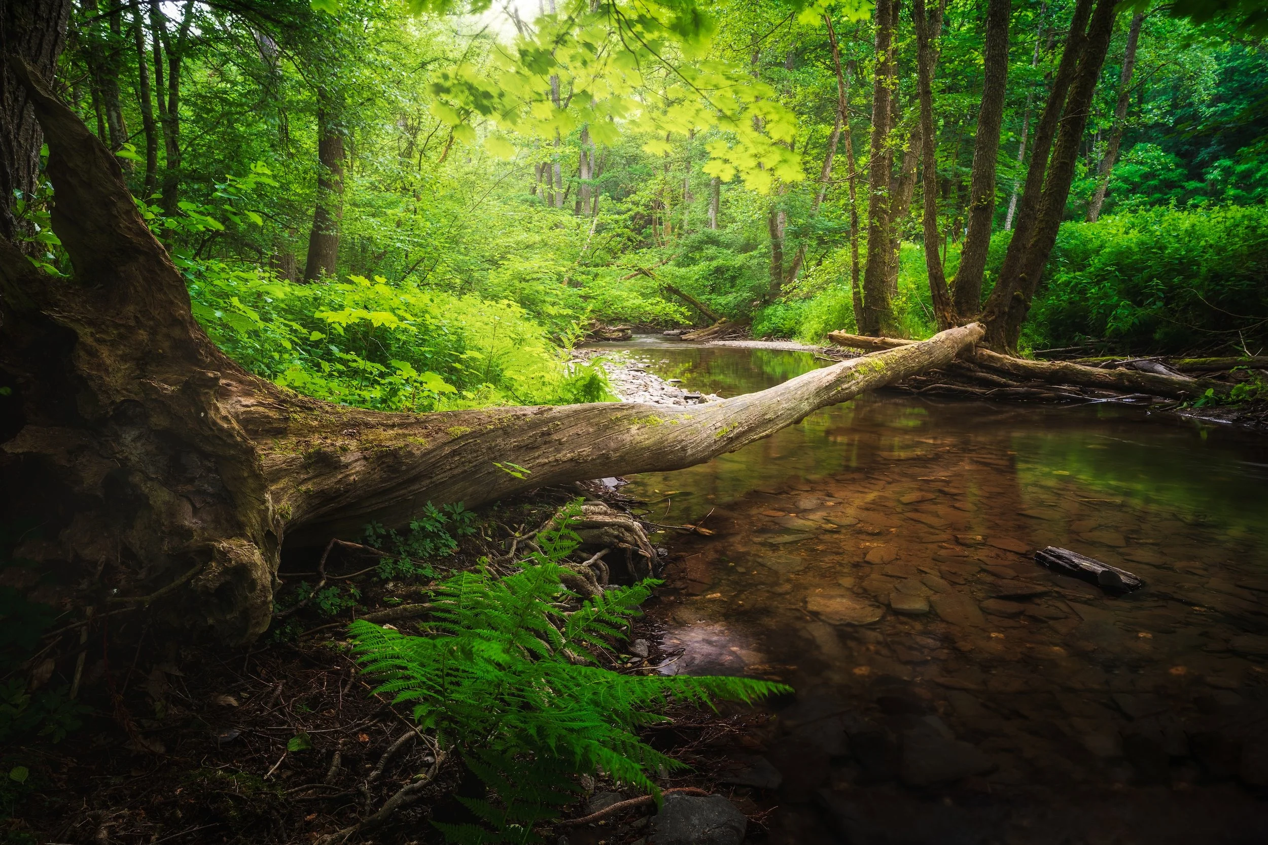 Ein ruhiger Fluss fließt durch einen grünen Wald mit dichtem Baumwuchs, Baumstämme und Blätter spiegeln sich im Wasser.