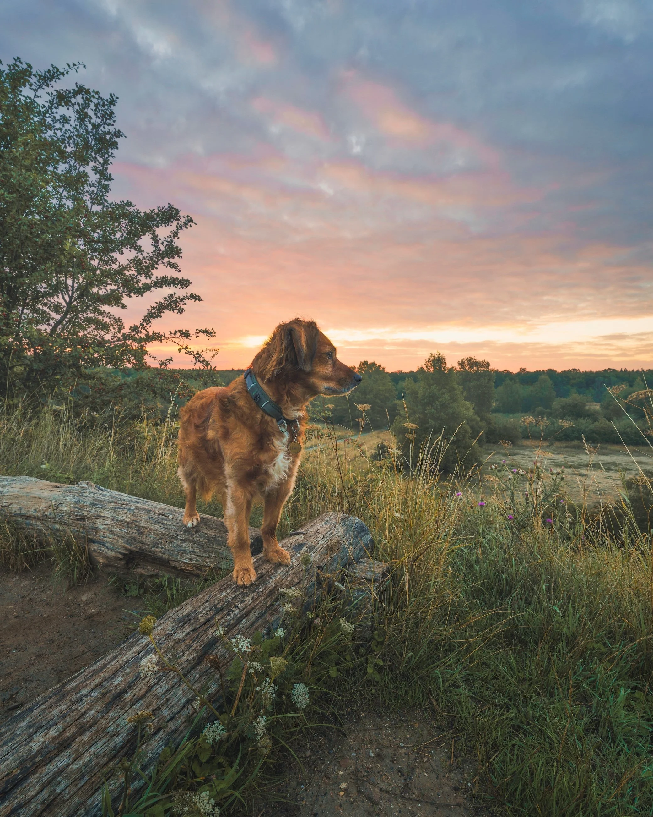 Ein Hund steht auf einem Baumstamm in einer Naturlandschaft bei Sonnenuntergang, umgeben von Gräsern und Büschen.