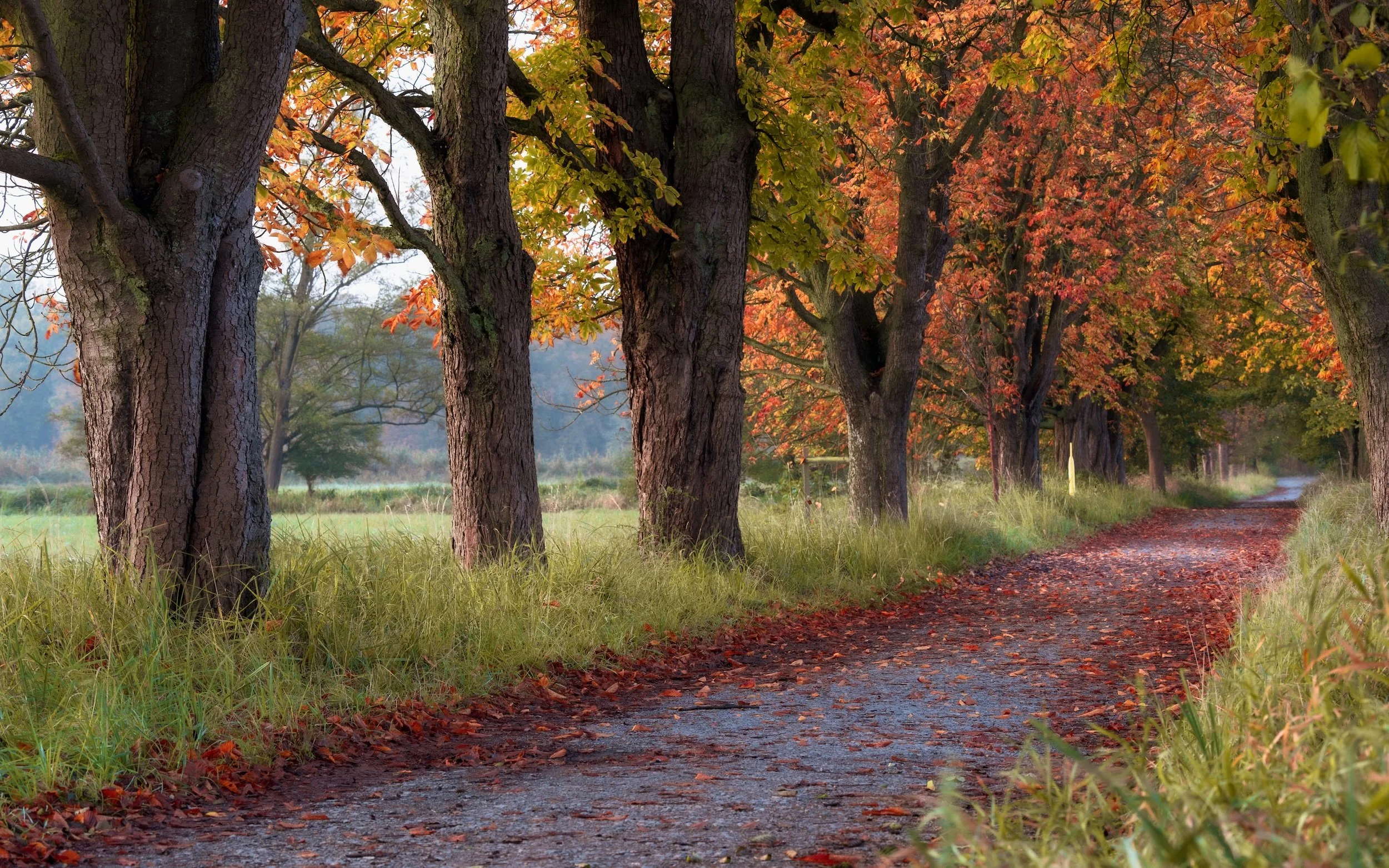 Ein Waldweg im Herbst, umgeben von Bäumen mit bunten roten, orangefarbenen und grünen Blättern.