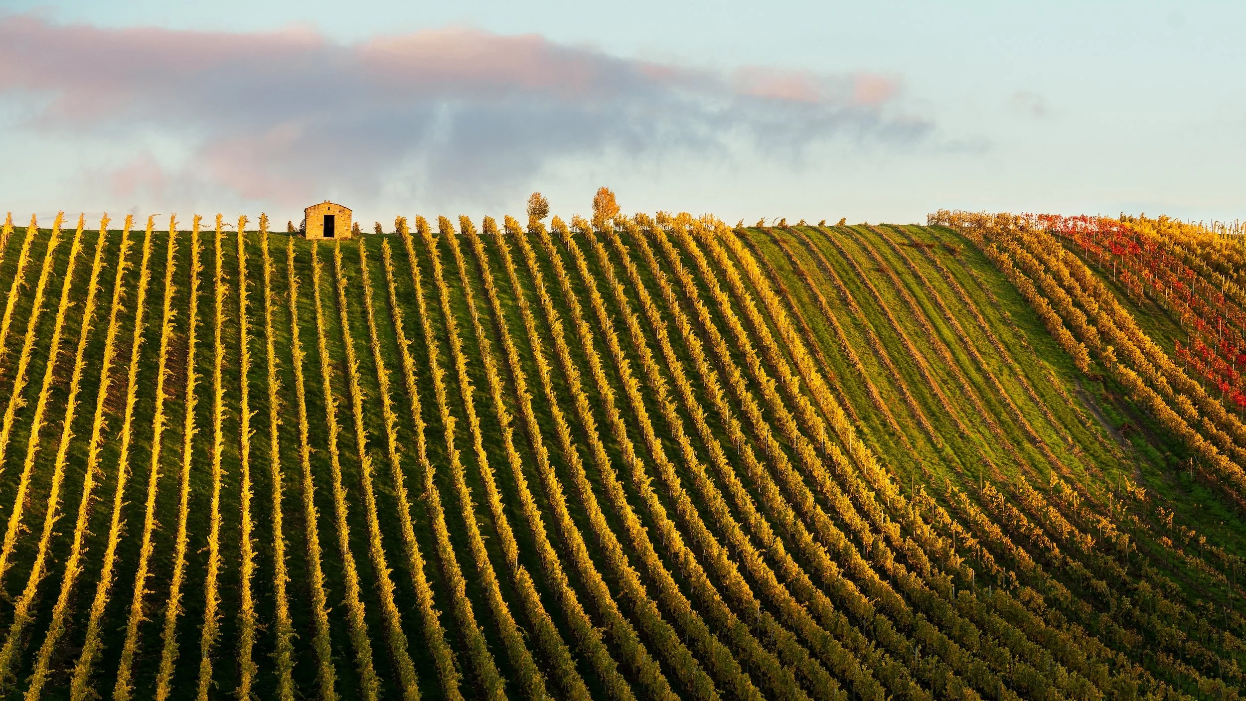 Weinberge auf einer sonnigen Hügellandschaft mit einer kleinen Steinhütte im Hintergrund, bei Sonnenuntergang.