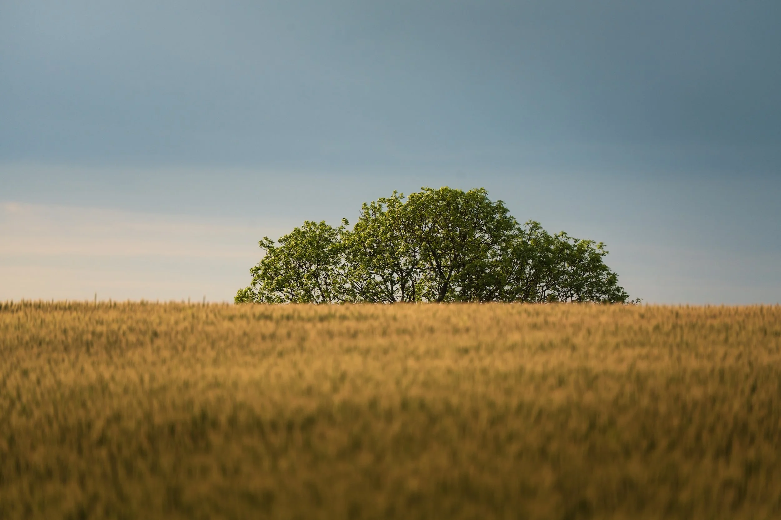 Ein Baum in einer weiten goldgelben Wiese, im Hintergrund dunkler Himmel.