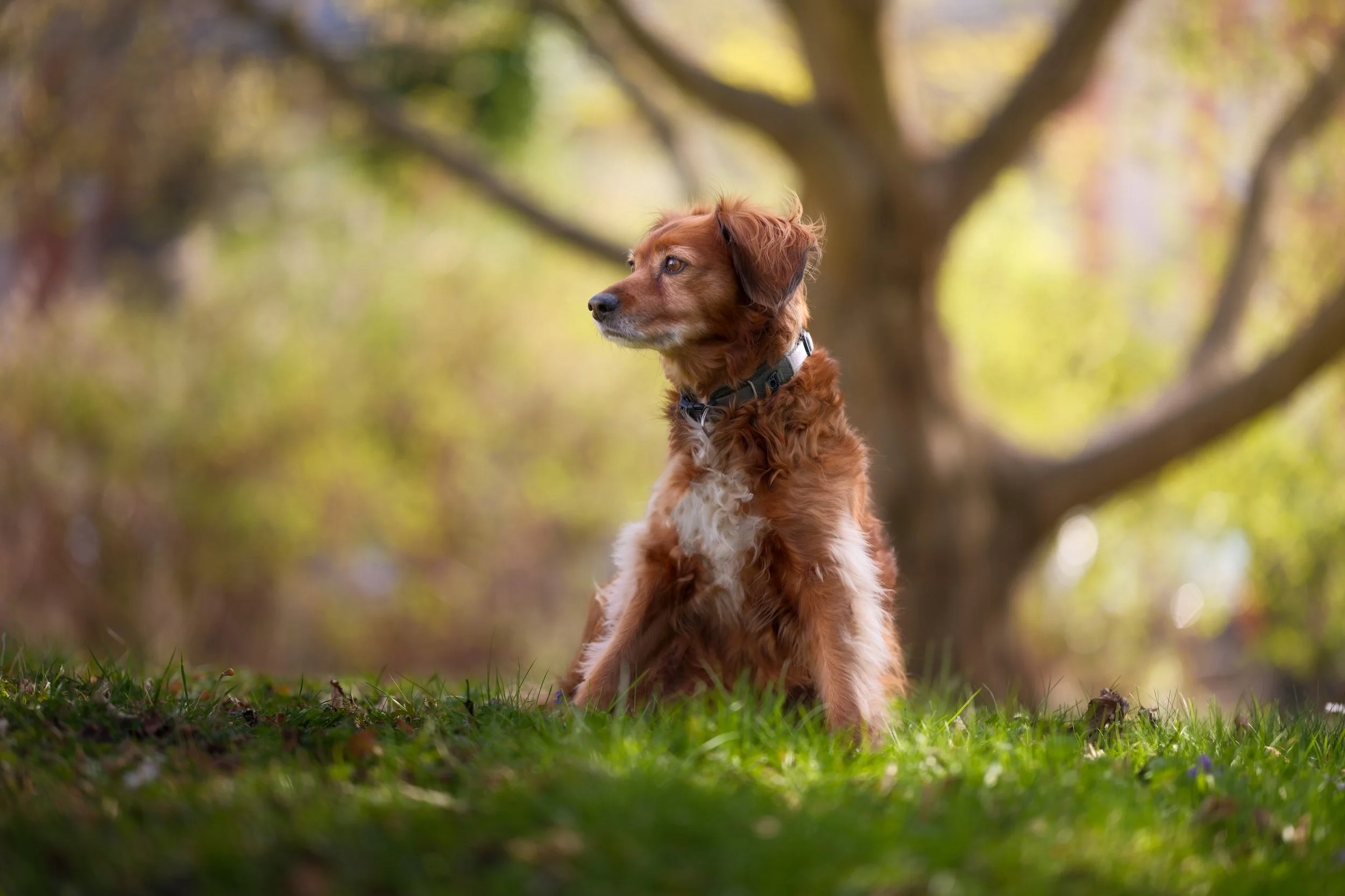 Ein brauner Hund sitzt auf einer grünen Wiese, im Hintergrund Bäume mit Herbstlaub, im Morgengrauen.