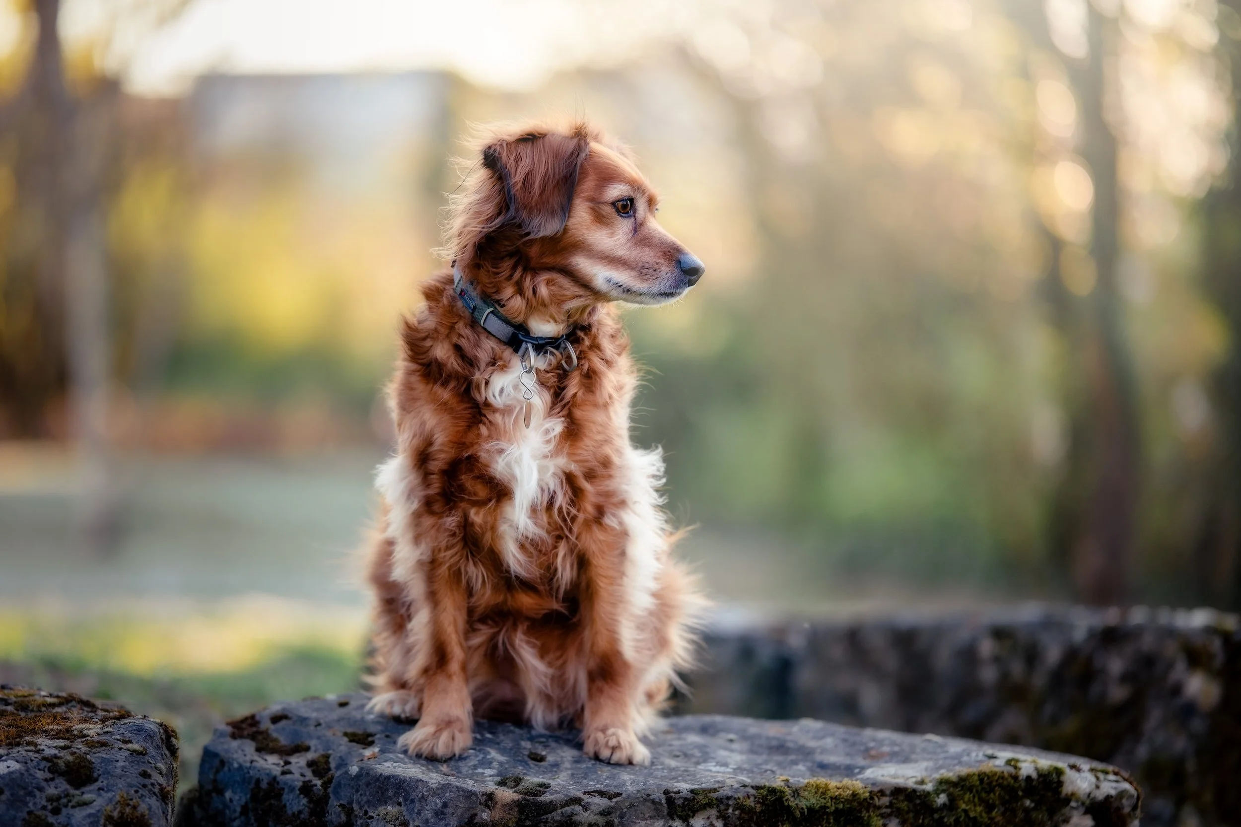 Ein brauner Hund mit weißem Fell auf der Brust sitzt auf einem Felsen in einer natürlichen Umgebung mit Bäumen im Hintergrund, die im Sonnenlicht leuchten.