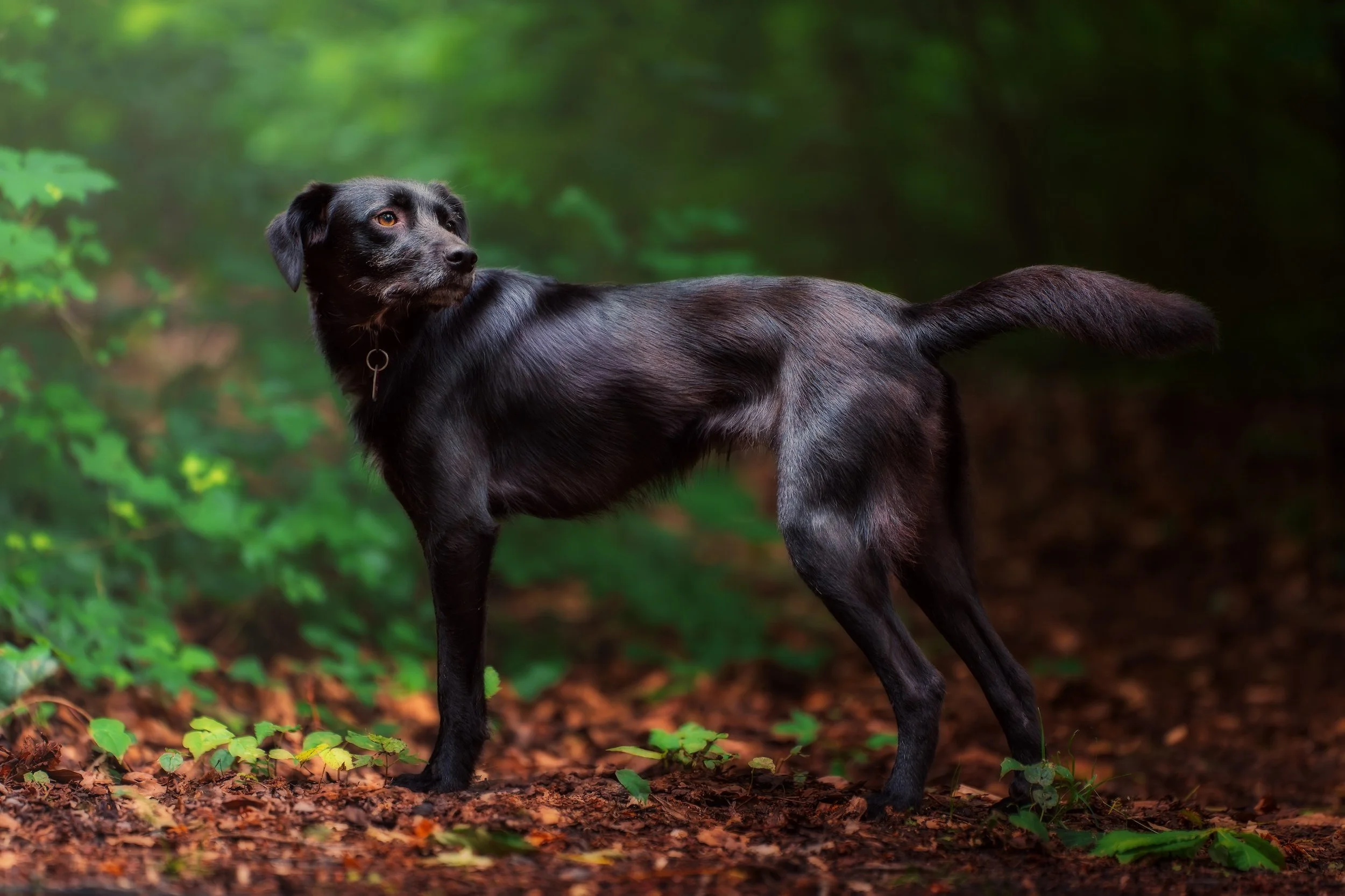 Schwarzer Hund steht auf dem Waldboden mit grünen Bäumen im Hintergrund.