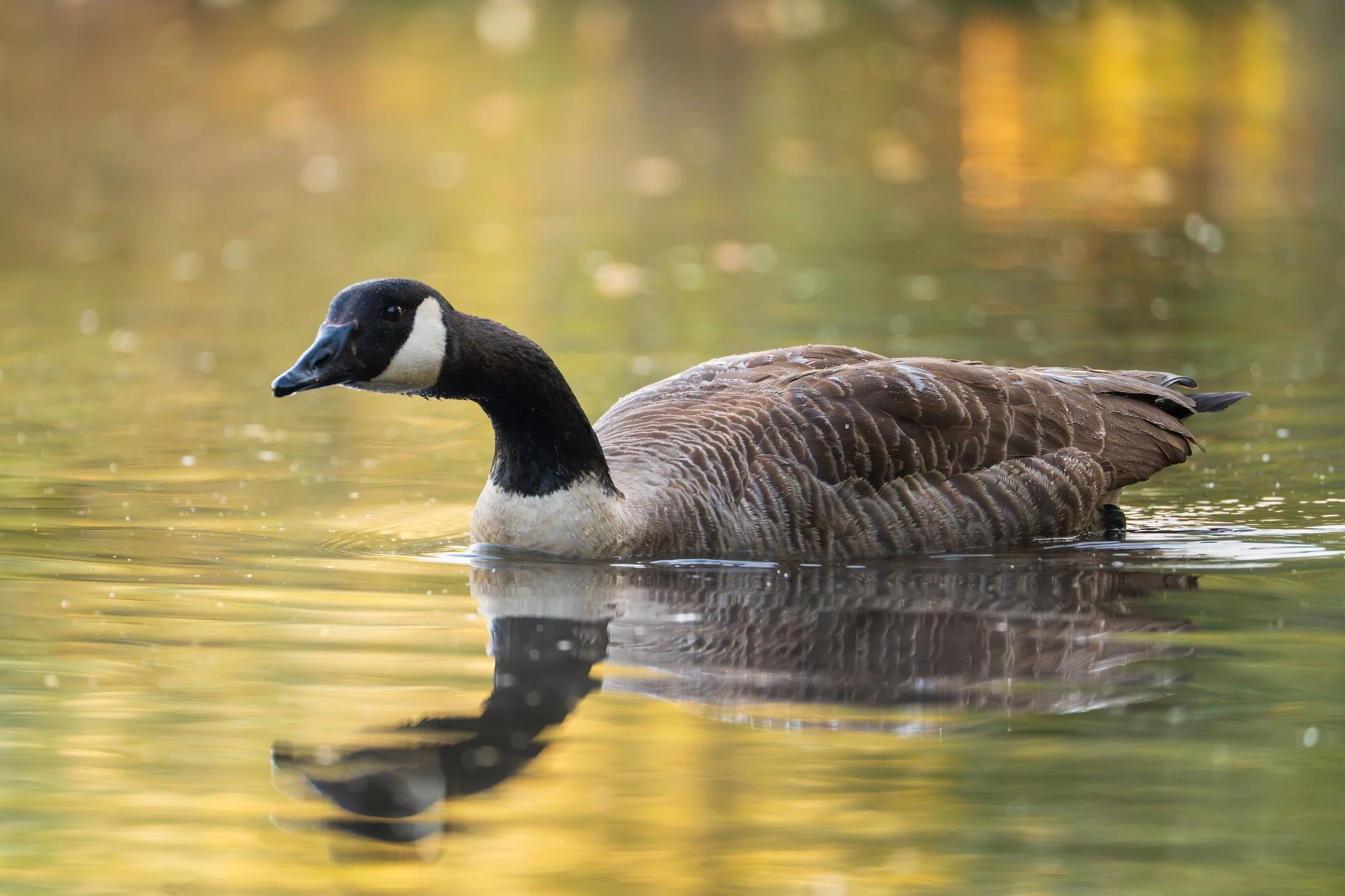 Enten schwimmt auf ruhigem Wasser mit goldfarbenem Hintergrund.