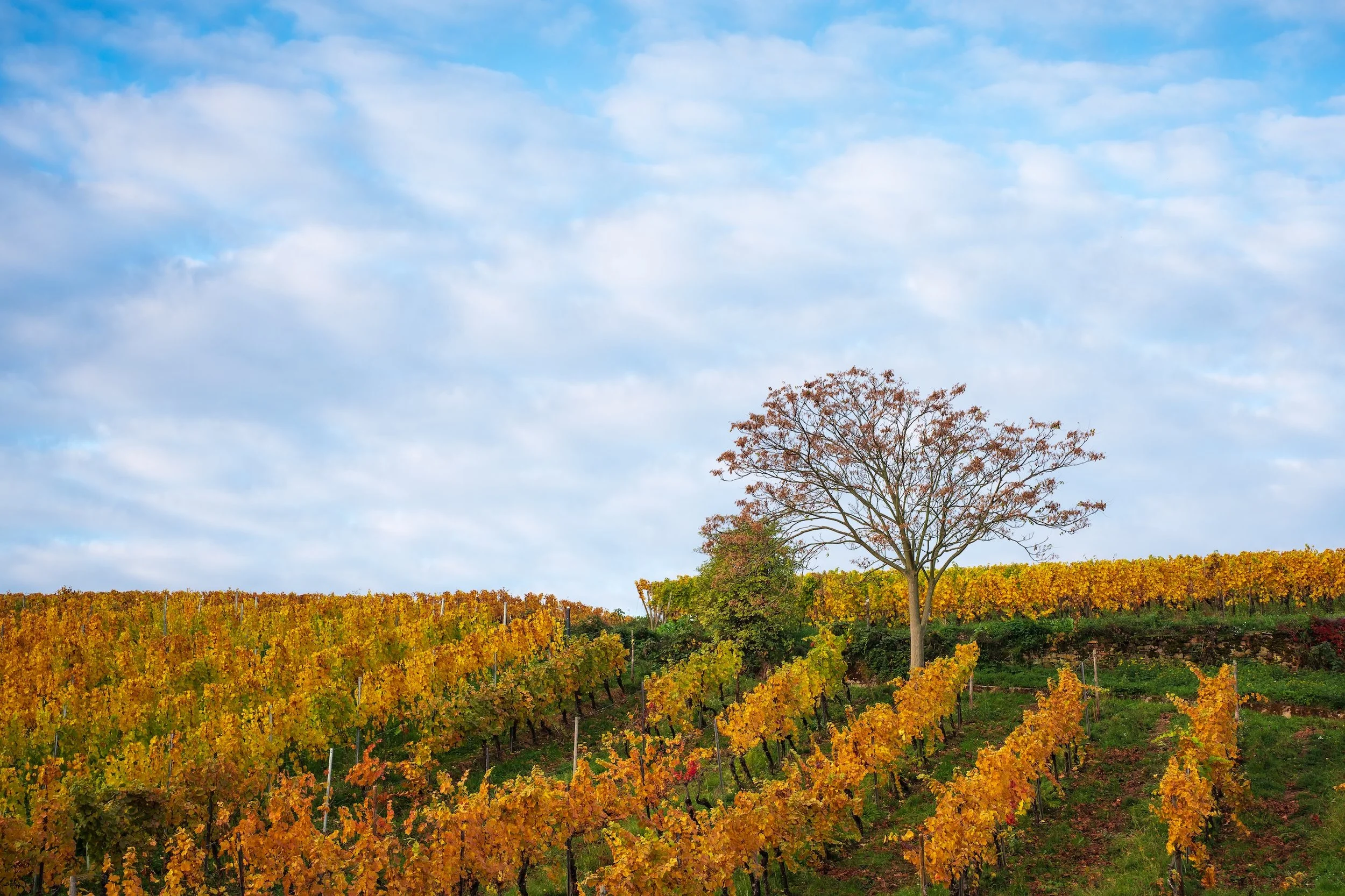 Herbstliche Weinberge mit gelben und orangefarbenen Blättern, ein einzelner Baum ohne Blätter, blauer Himmel mit Wolken.
