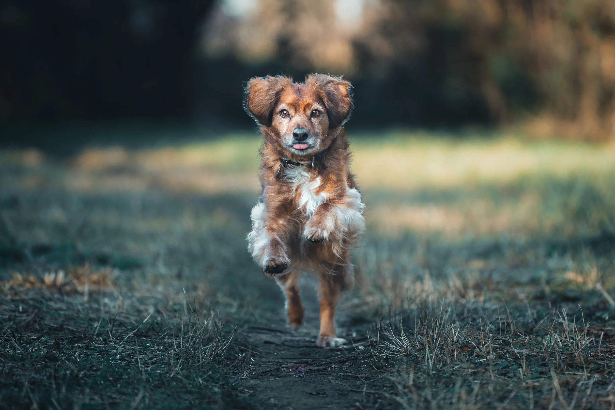 Junge Mischlingshündin läuft auf einem Pfad im Freien, mit braunem Fell, weißen Abzeichen am Bauch und an den Pfoten, Ohren zur Seite gerichtet, im Vordergrund. 