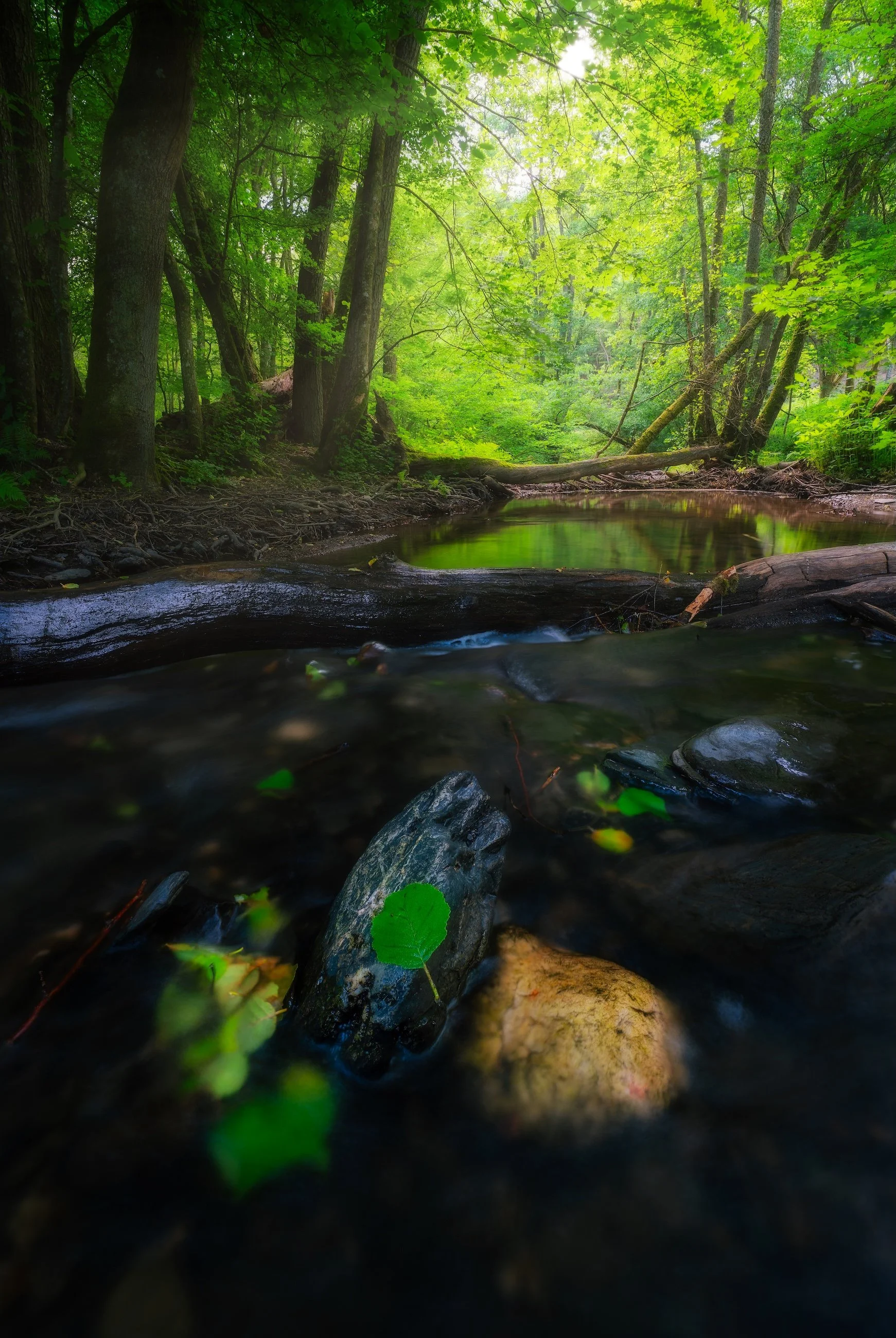Ein ruhiger Bach fließt durch einen grünen Wald mit Sonnenlicht, das durch die Blätter scheint.