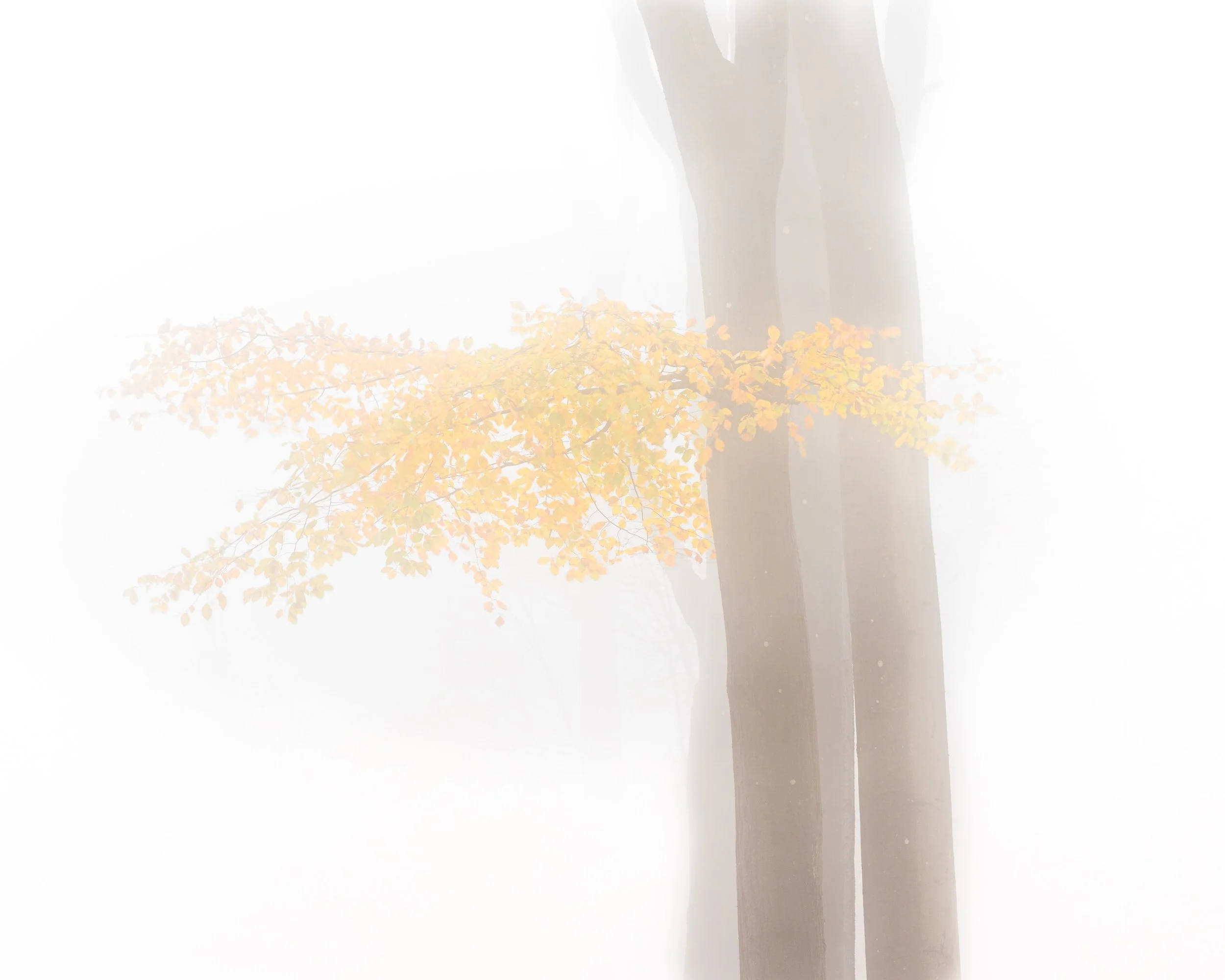 Nahaufnahme eines Baumes mit gelben Blättern vor einem weißen Hintergrund, im Nebel