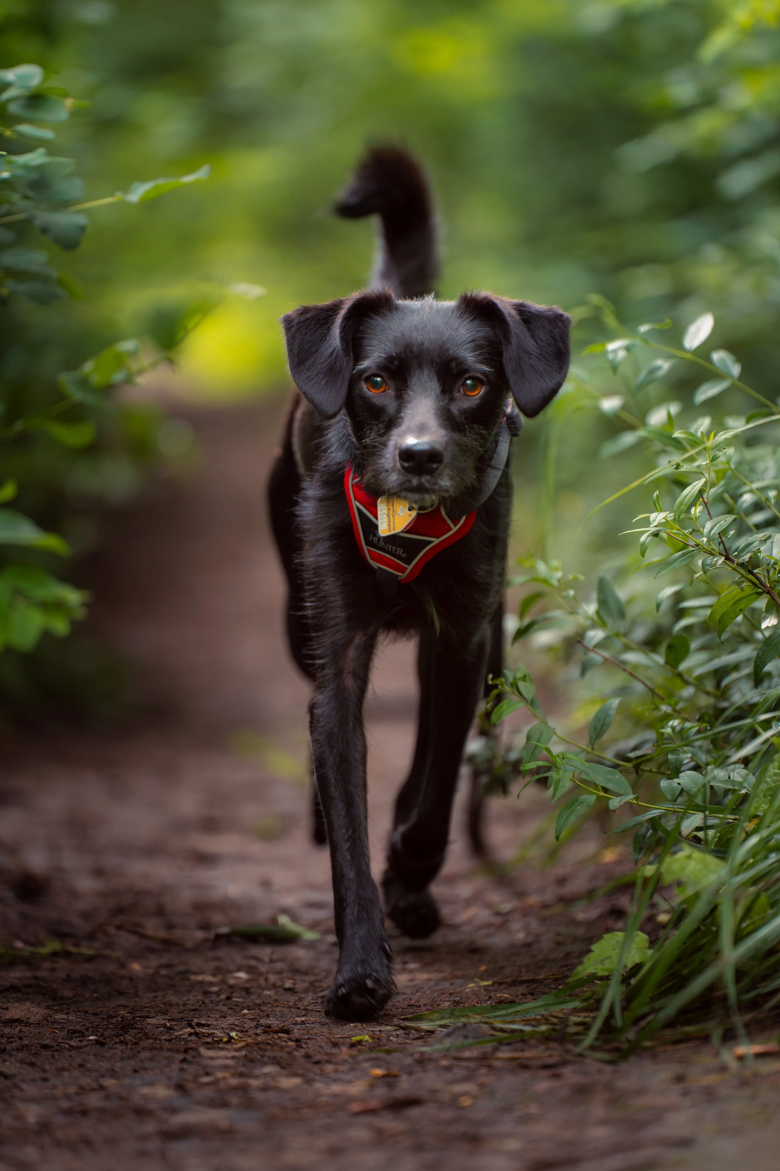 Ein schwarzer Hund läuft auf einem Waldpfad zwischen grünen Büschen, schaut direkt in die Kamera.