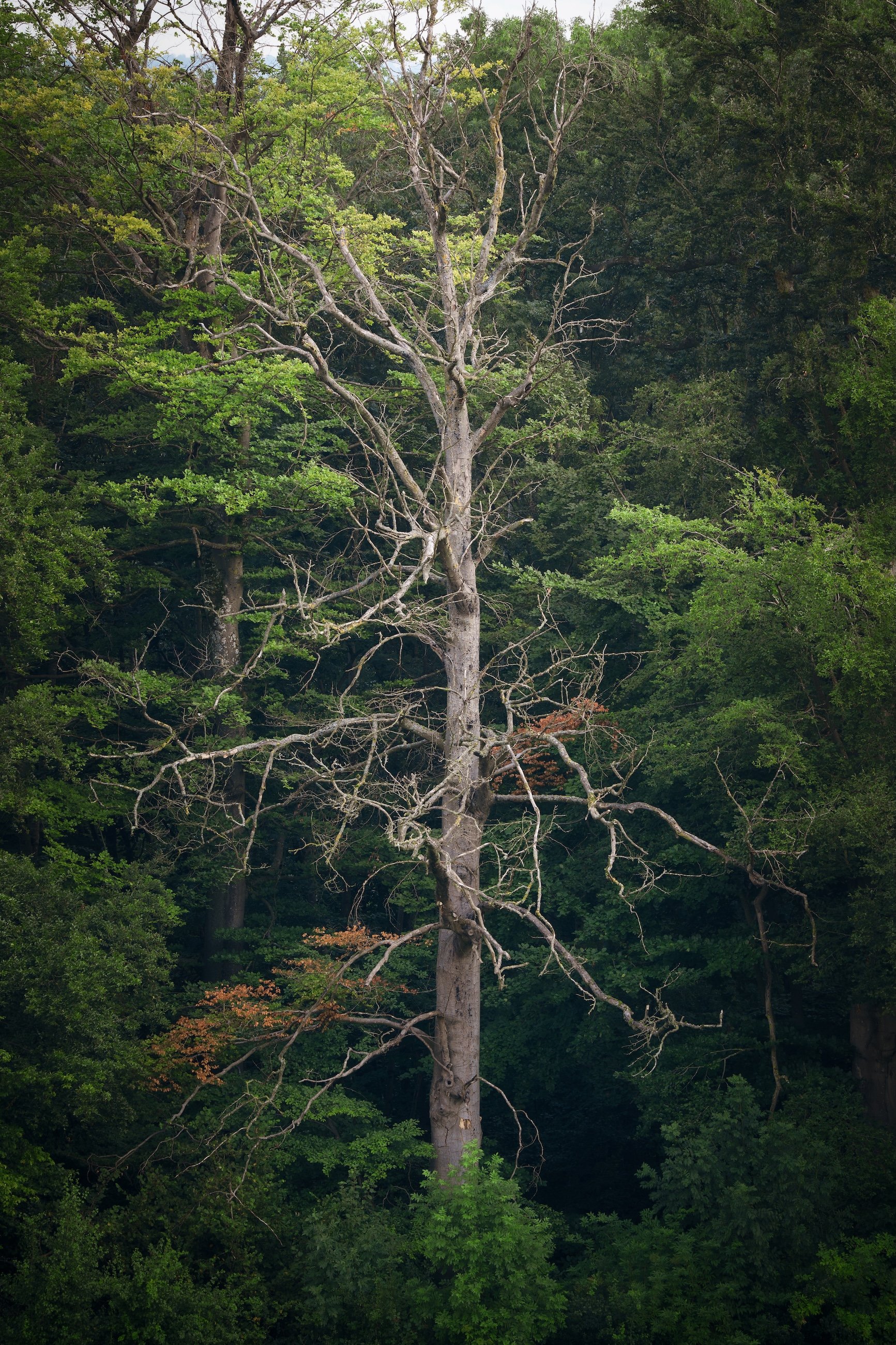 Ein hoher, kahler Baum inmitten eines dichten grünen Waldes