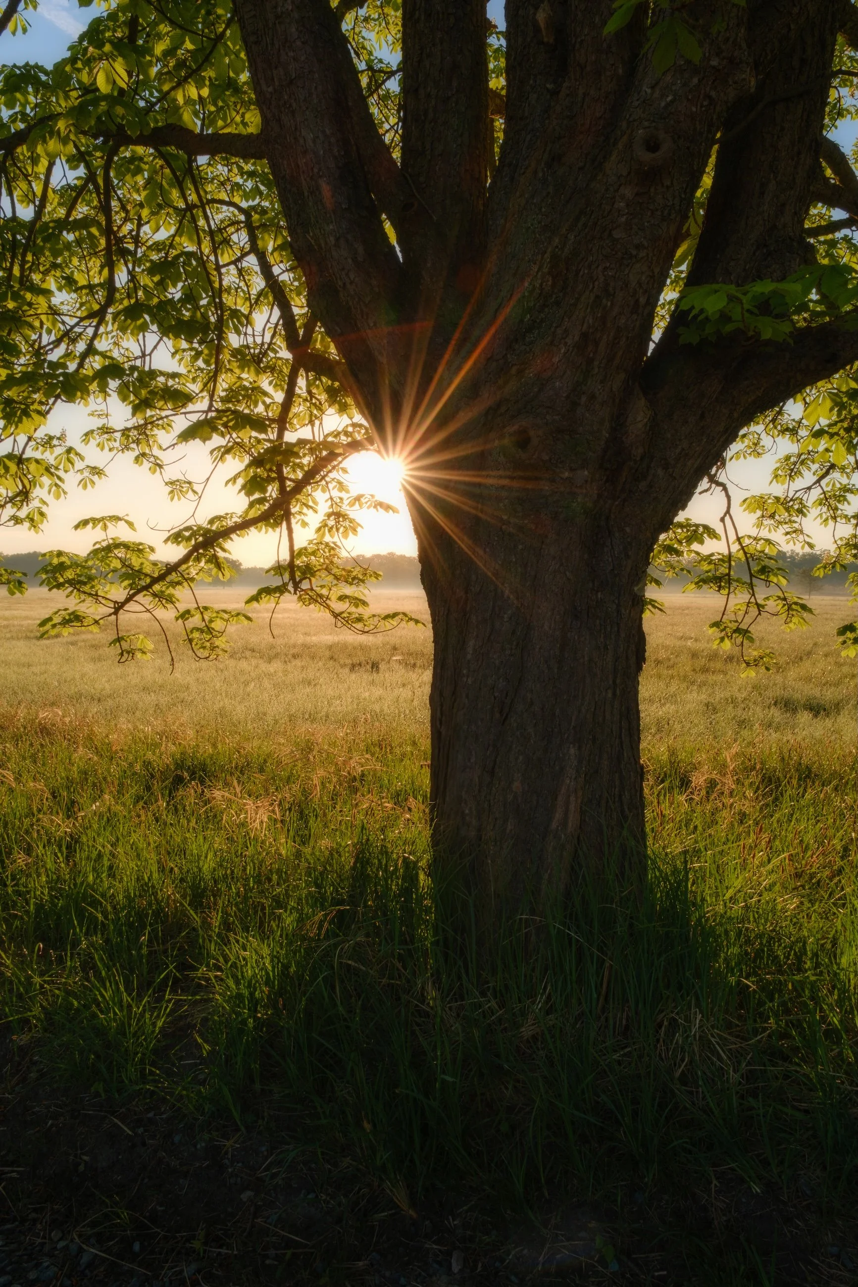 Ein Baum mit grünen Blättern vor einem Sonnenaufgang oder Sonnenuntergang auf einer Wiese.