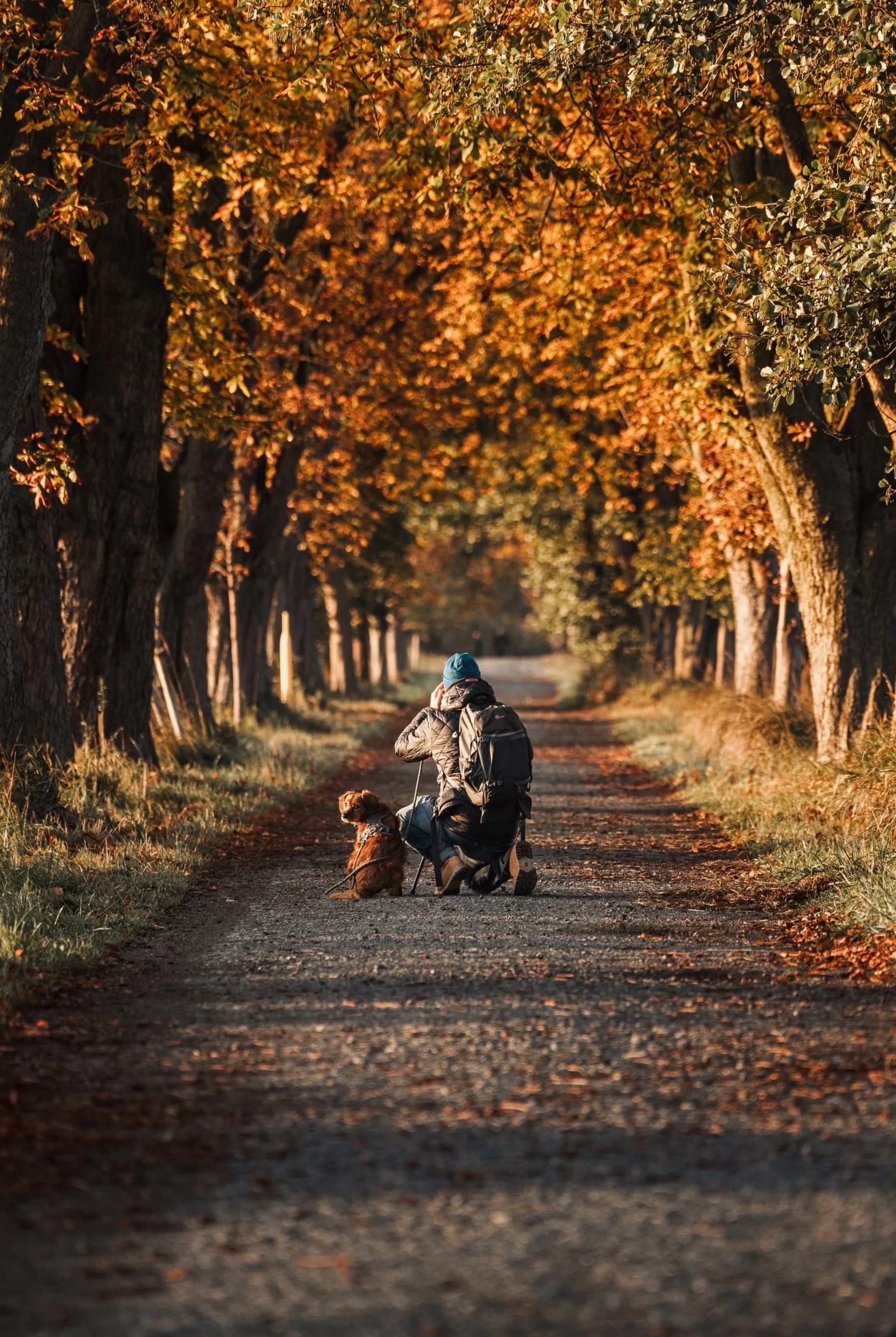 Ein Mensch mit Hund sitzt auf einem kiesbedeckten Weg, umgeben von Bäumen mit goldfarbenen Herbstblättern, bei Sonnenuntergang.
