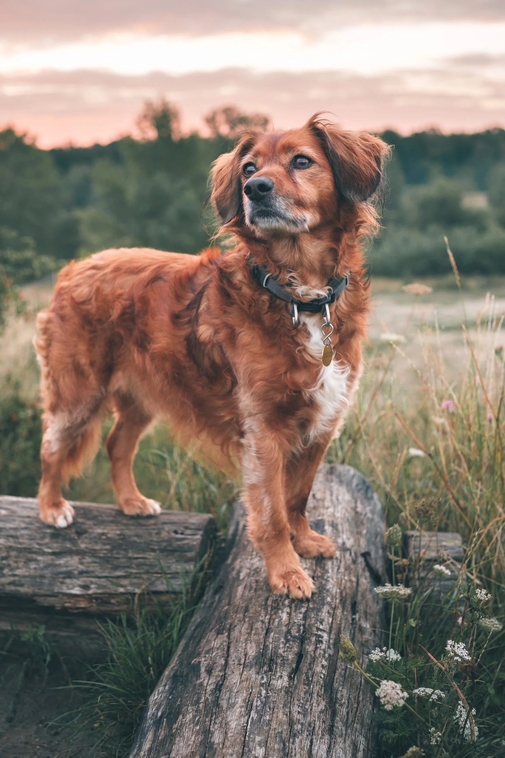 Ein brauner Hund steht auf einem Baumstamm in einer Wiese bei Sonnenuntergang mit einem bewölkten Himmel im Hintergrund.