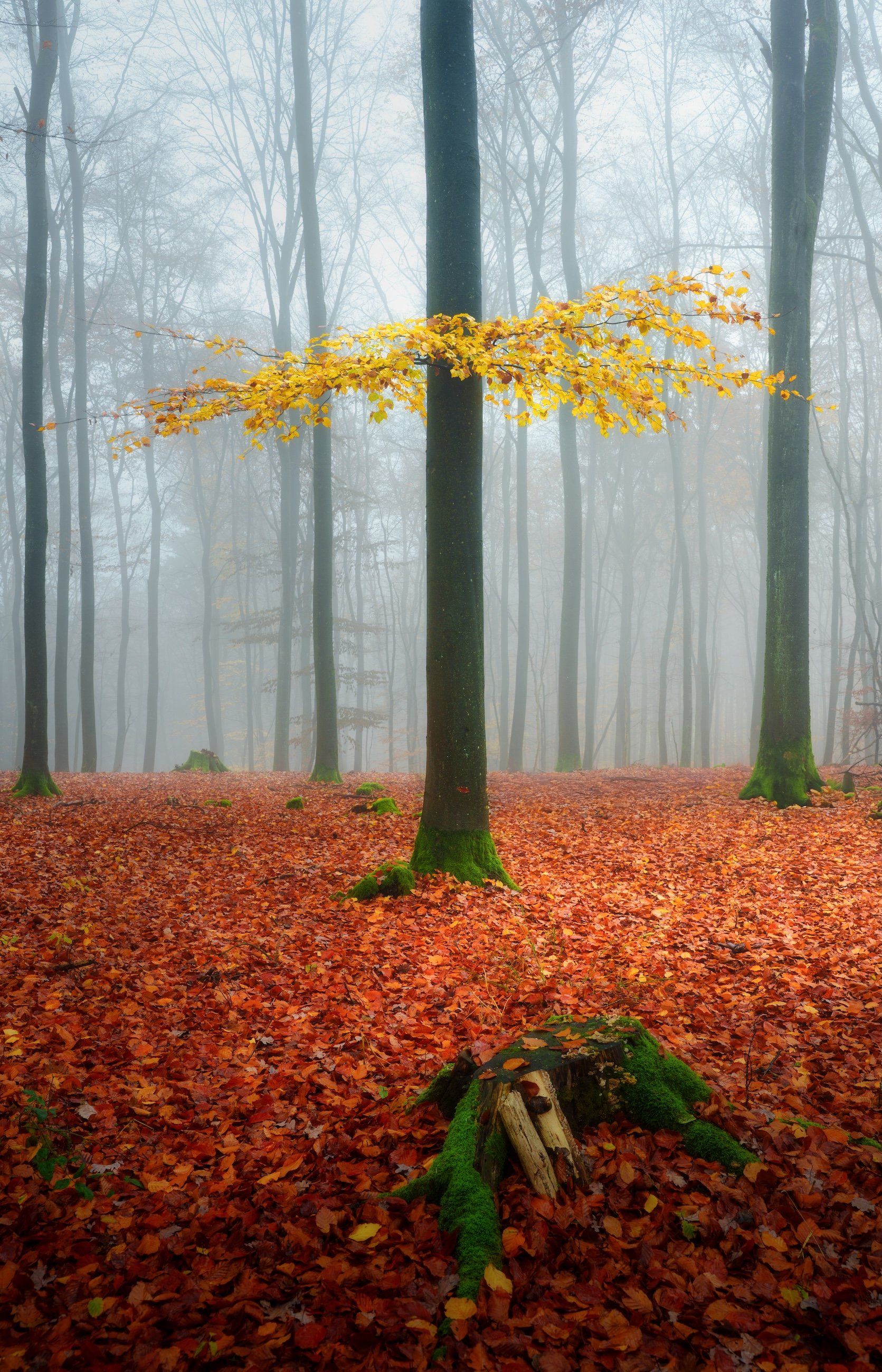 Ein goldgelber Baum in einem nebeligen herbstlichen Wald, bedeckt mit roten Blättern auf dem Boden, mit moosbedecktem Holzstumpf im Vordergrund.
