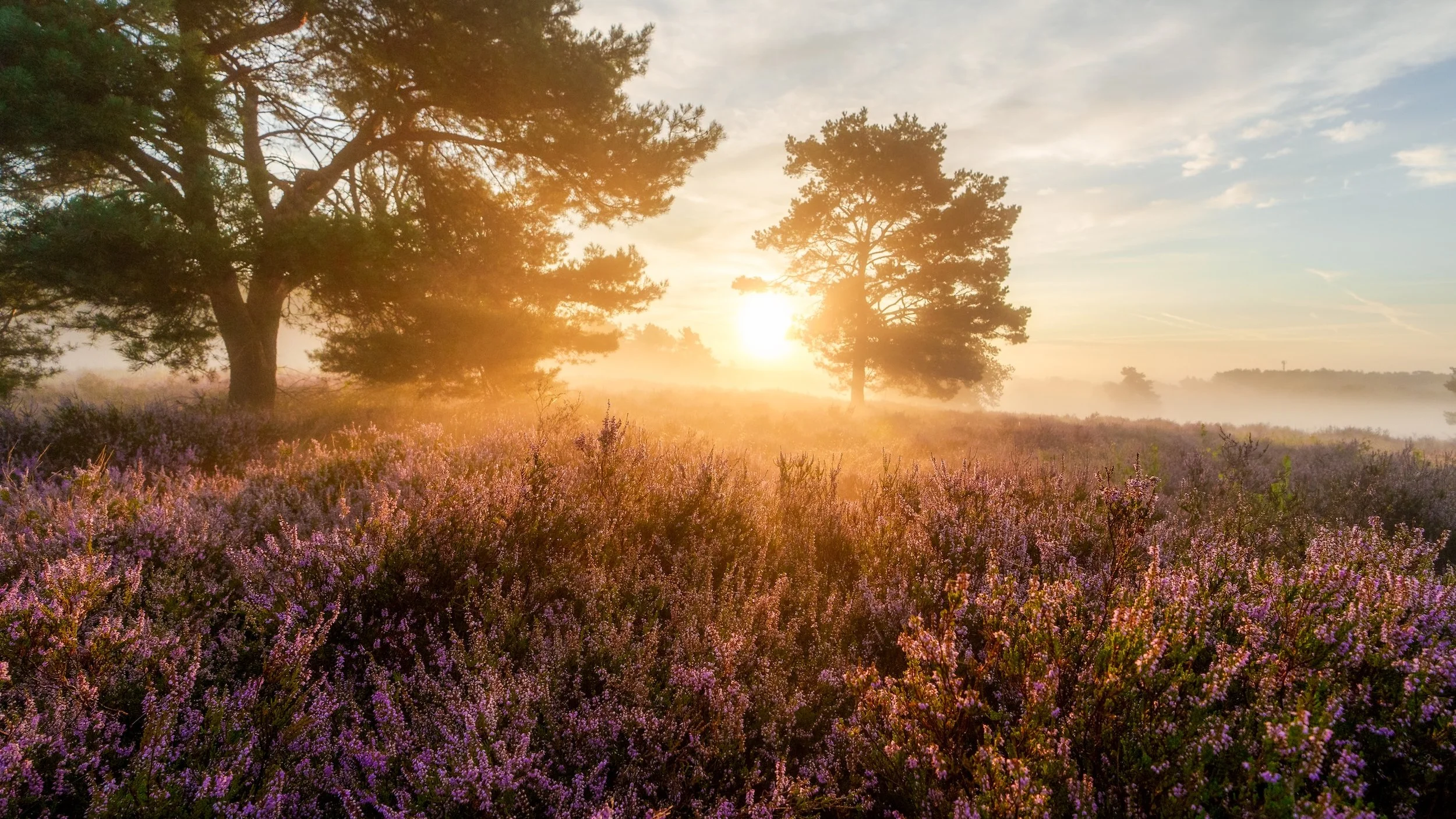 Sonnenaufgang über einer Heide mit pinken Blumen und einzelnen Bäumen am Morgen.