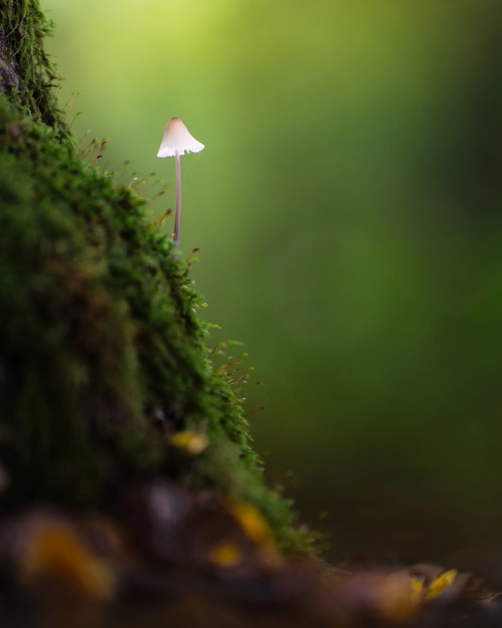 Ein einzelner kleiner Pilz wächst an einem Baumstamm mit grünem Moos, vor einem unscharfen grünen Hintergrund.