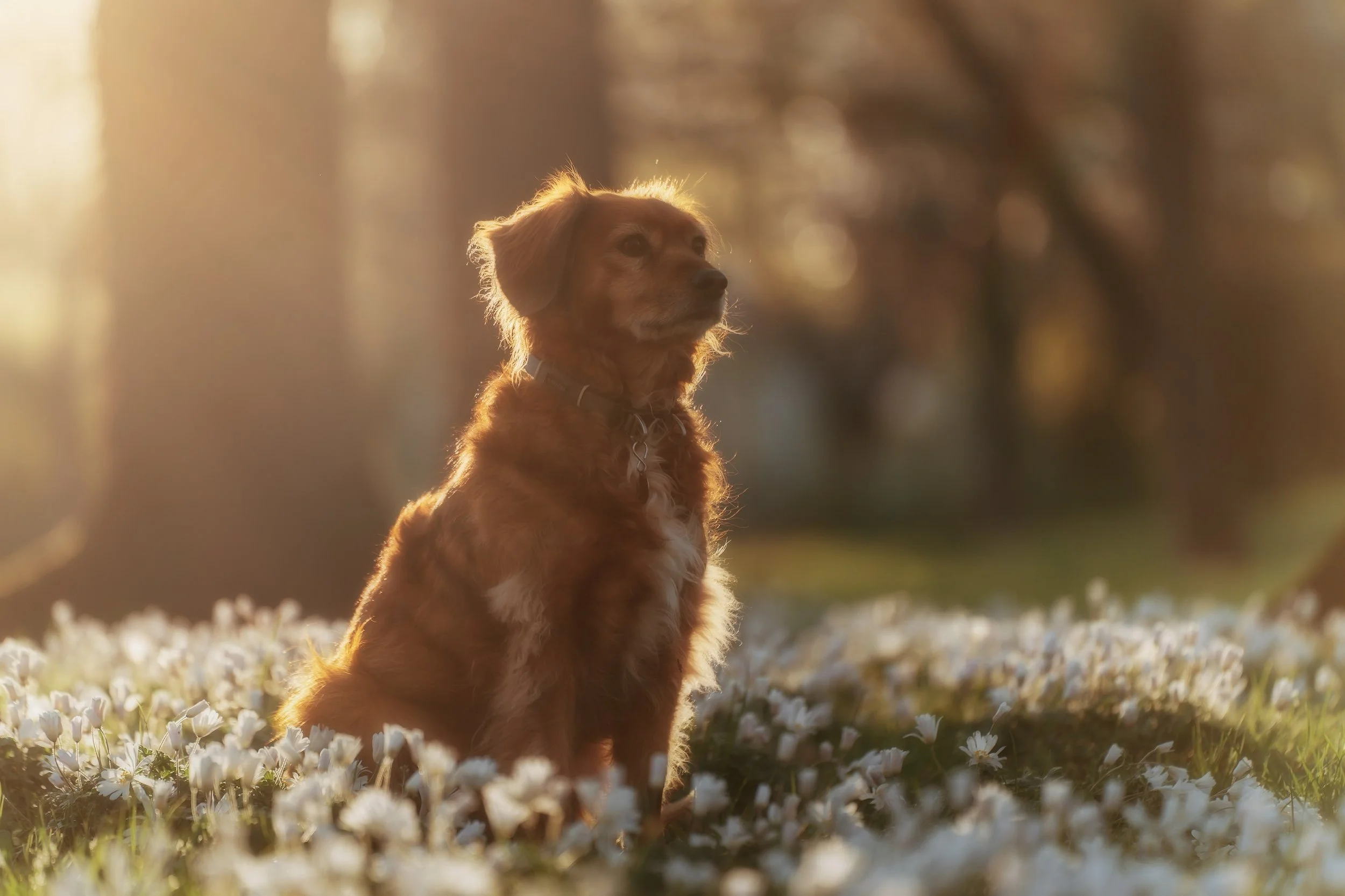 Ein brauner Hund sitzt auf einer Blumenwiese im Sonnenlicht, umgeben von weißen Blumen, bei Sonnenuntergang oder Sonnenaufgang.